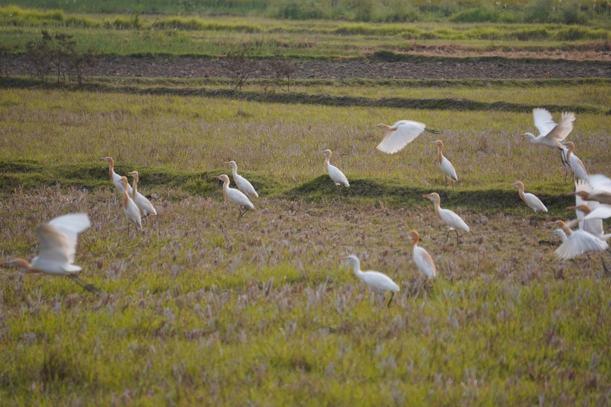 团风县动植物资源丰富，生物多样性良好