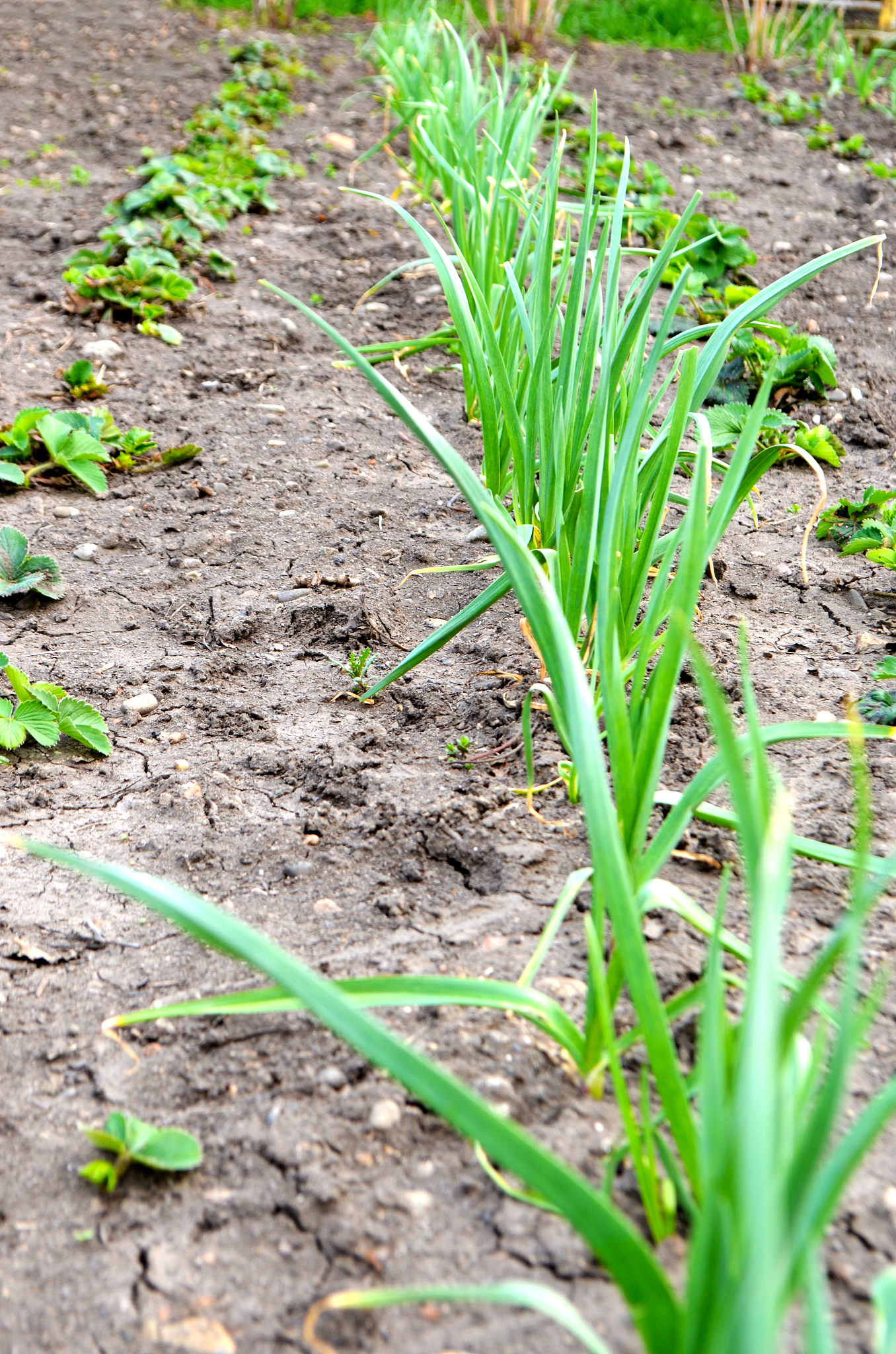plantation of rows of onions and strawberries in the garden in e