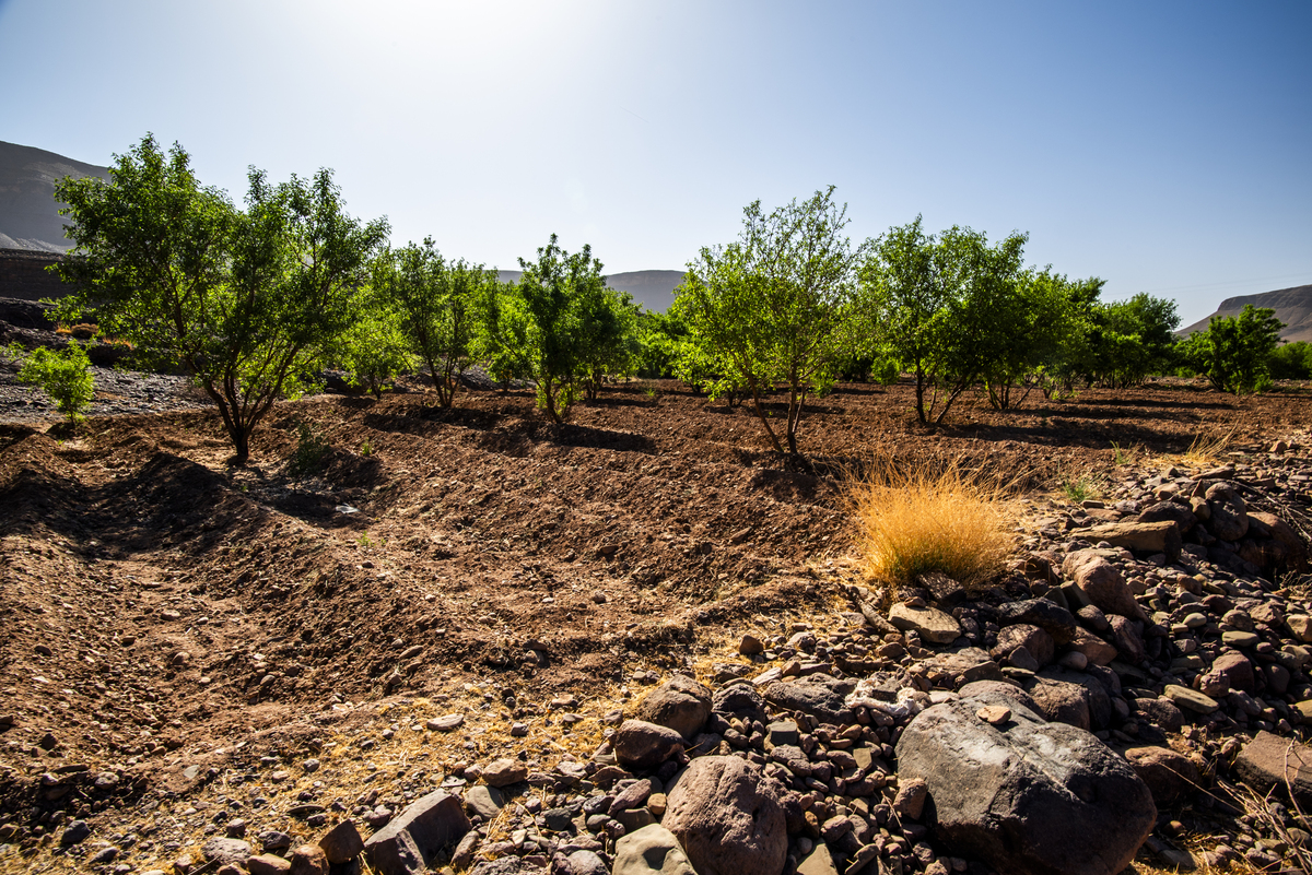新疆盐渍土危害：破坏土地、污染水源、限制发展