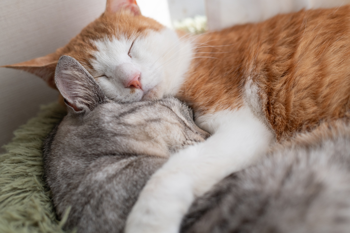 我是猫：一只快乐的小猫咪的日常生活