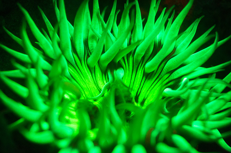 green anemone fluorescing at night