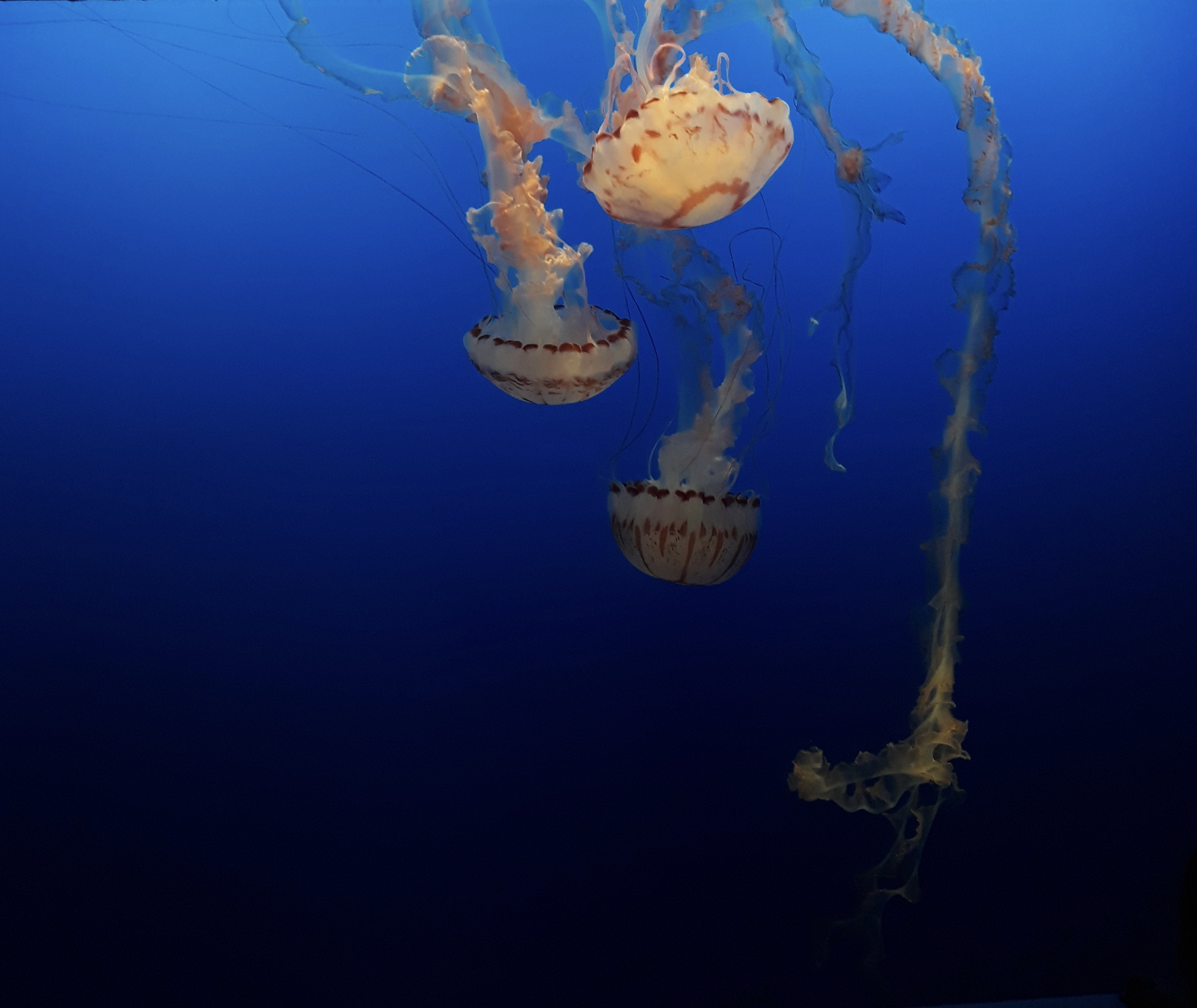 海底生存手游更新日志：新增生物、洞穴、植物、工具！