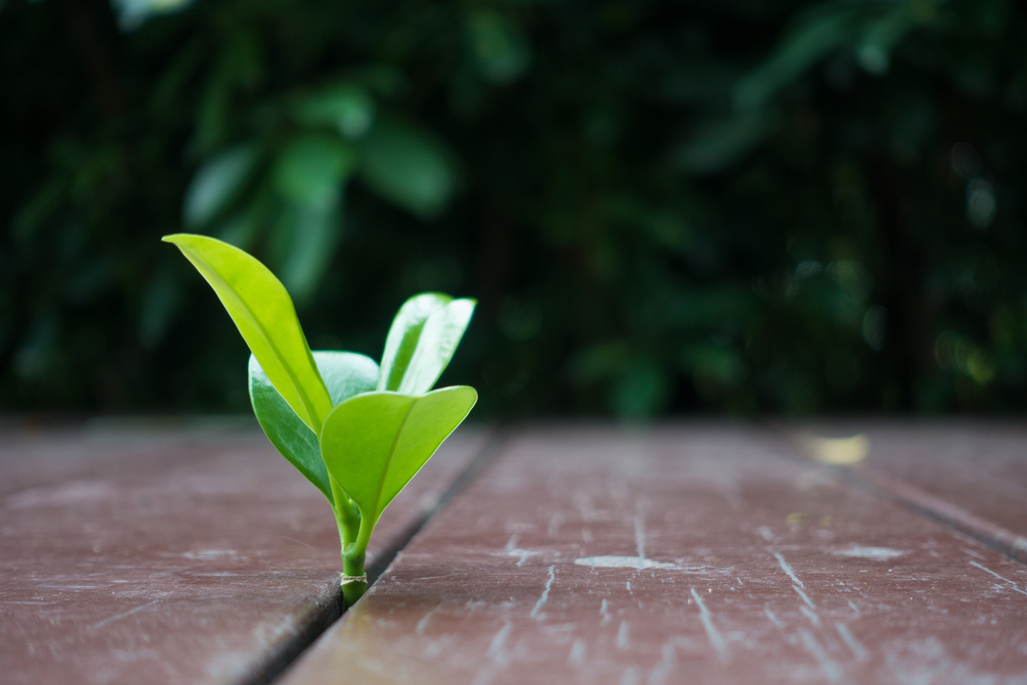 JOURNAL OF PLANT BIOLOGY 期刊投稿指南：从研究论文到书评，全面解析