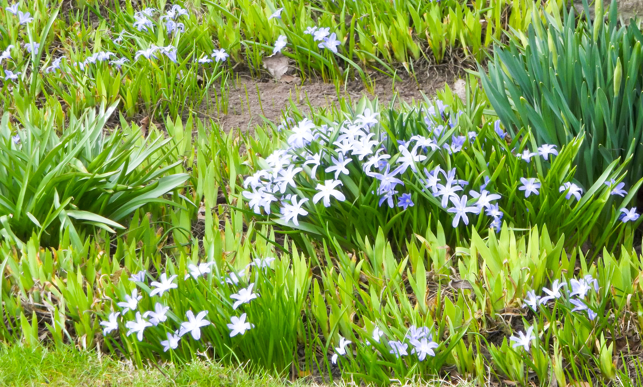 white flowers