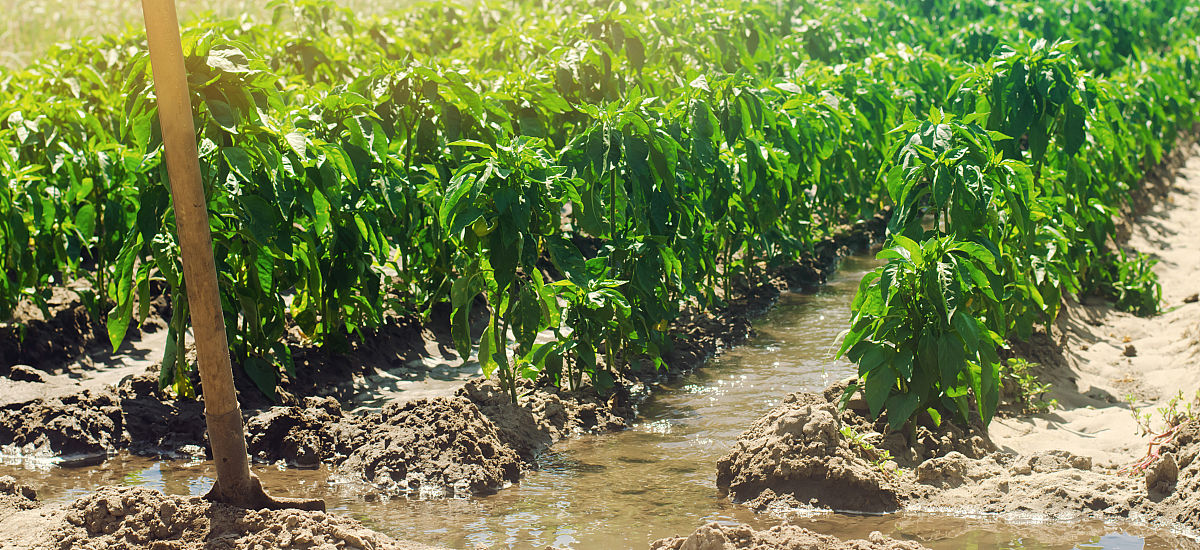 能帮我想5个关于乡村振兴企业的solgan吗示例：中国乡村生活方式综合服务品牌