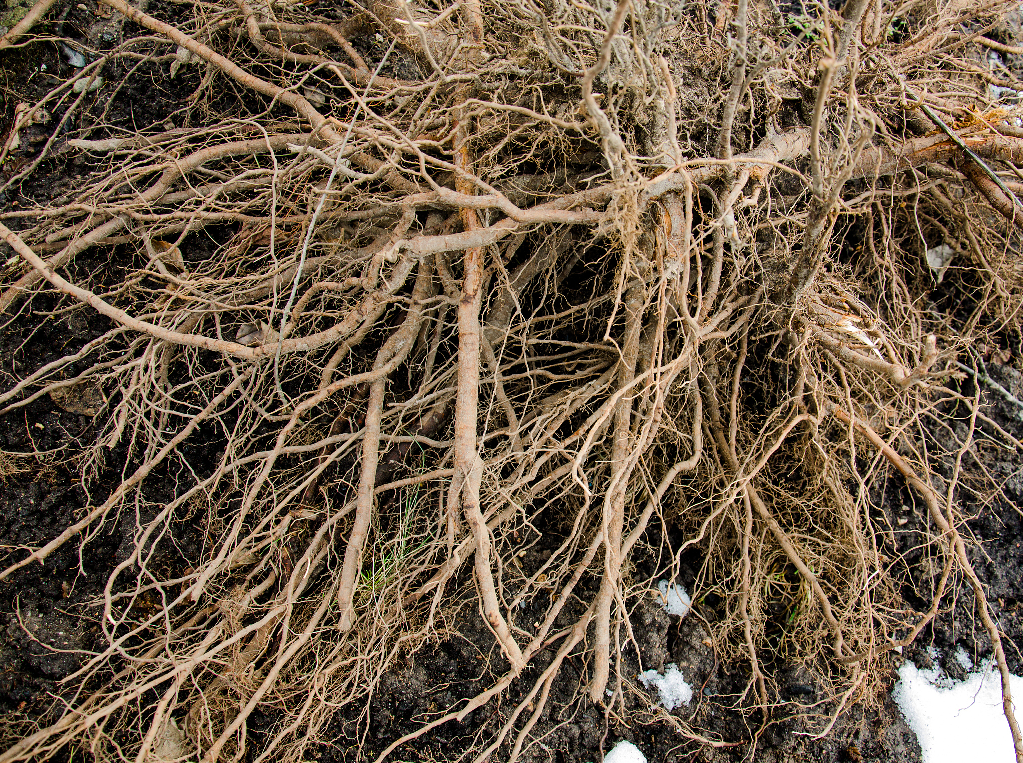 AMF接种促进干旱条件下植物生长：研究表明显著提高生物量