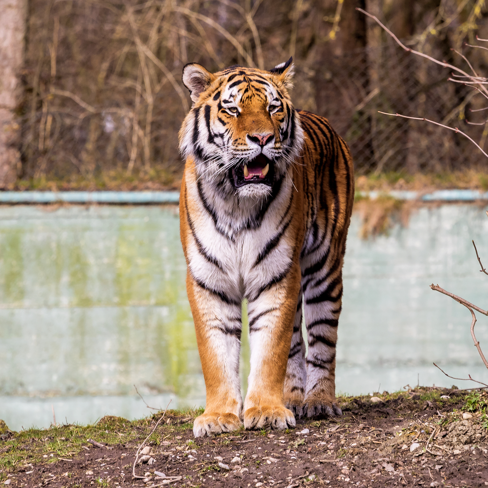 the siberian tiger,panthera tigris altaica in the zoo