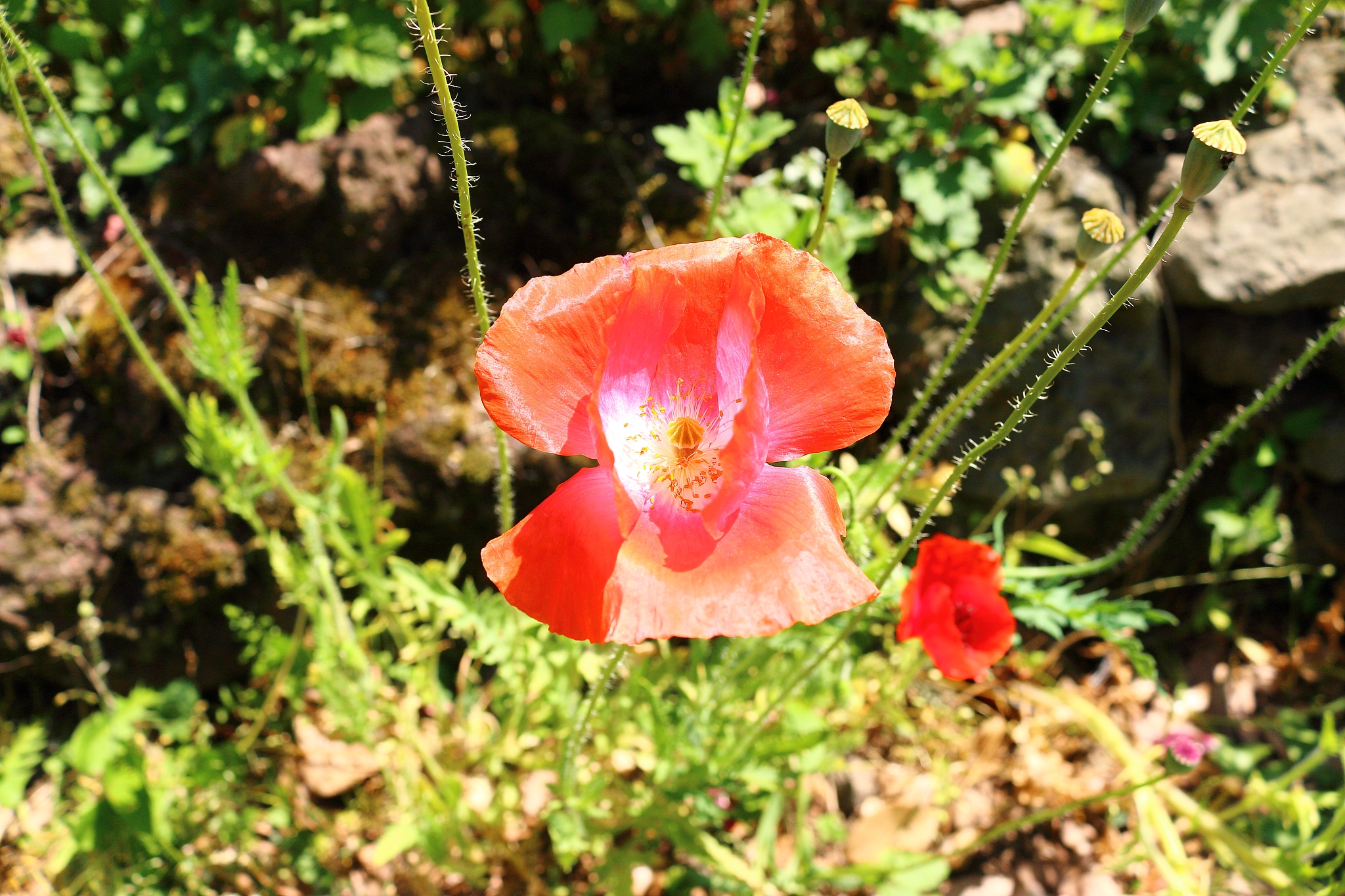 spring, flowers, spring flowers, wildflowers, flower beds, garde