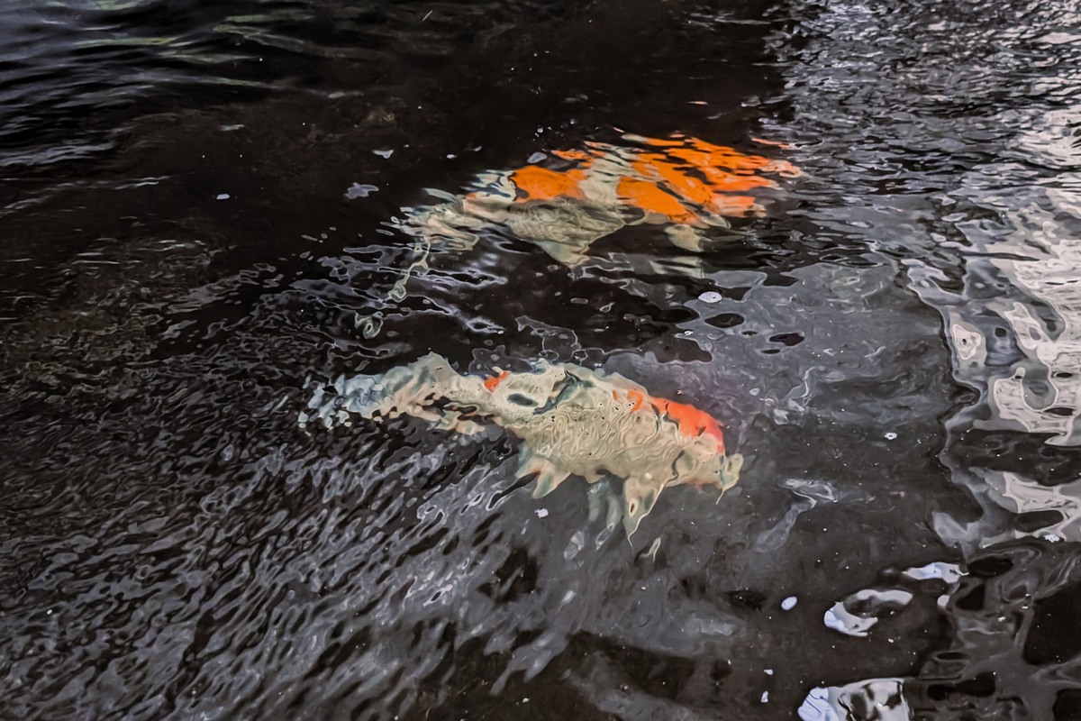 鲑鱼洄游：生物学机制、环境驱动因素及生态影响