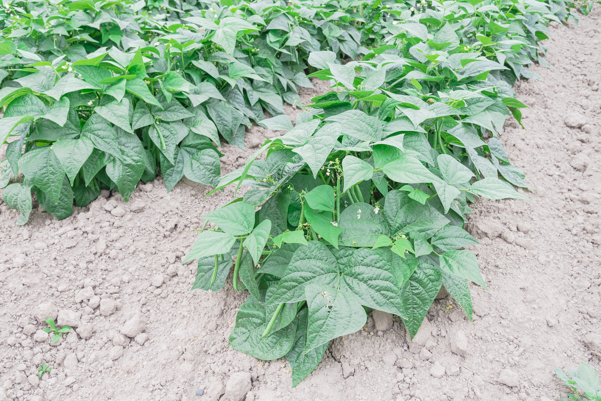 bean farm ready to harvest at summertime in kent, washington, us
