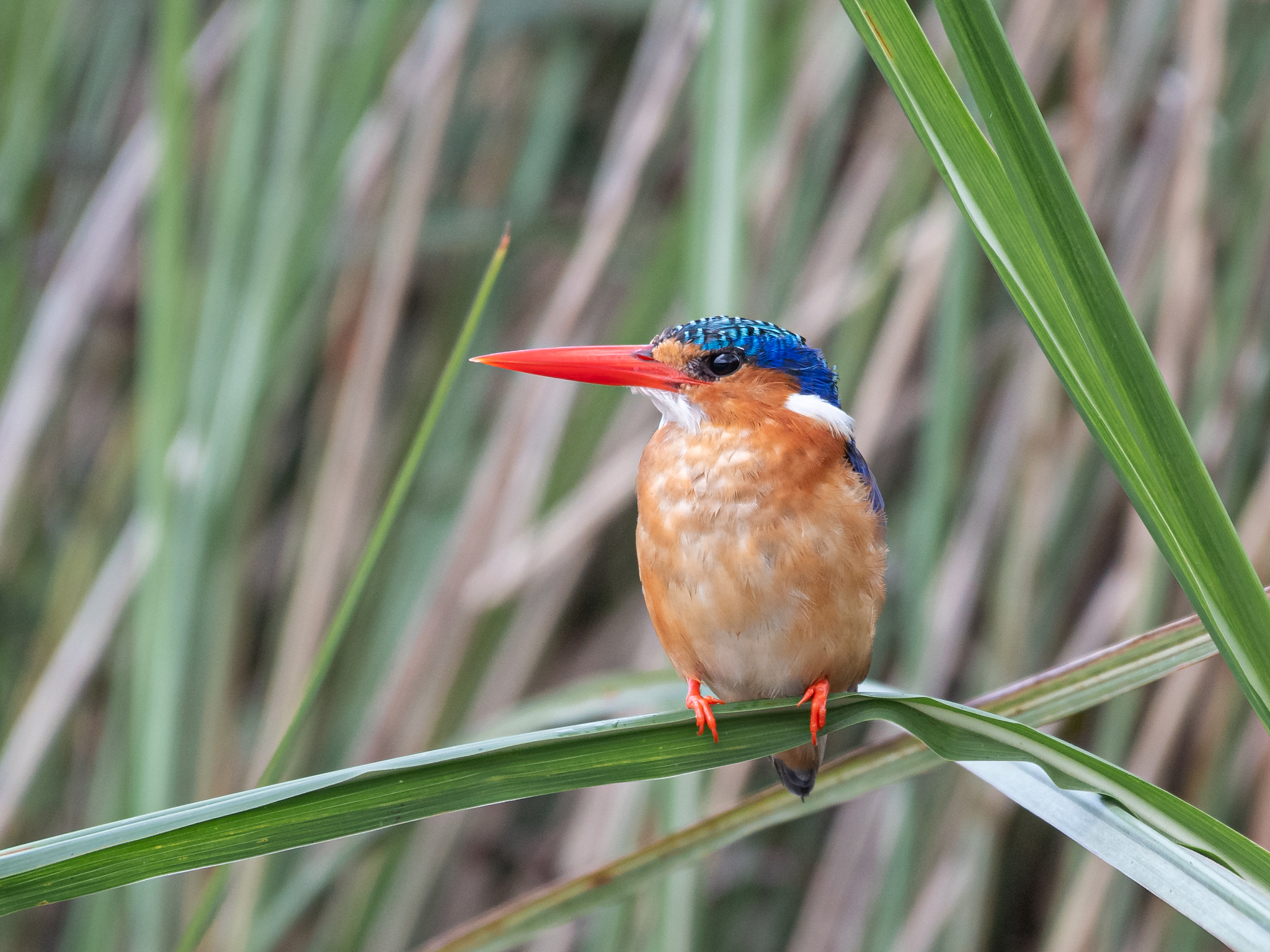 乌干达翠鸟油田安全指南：中国企业和公民必备建议