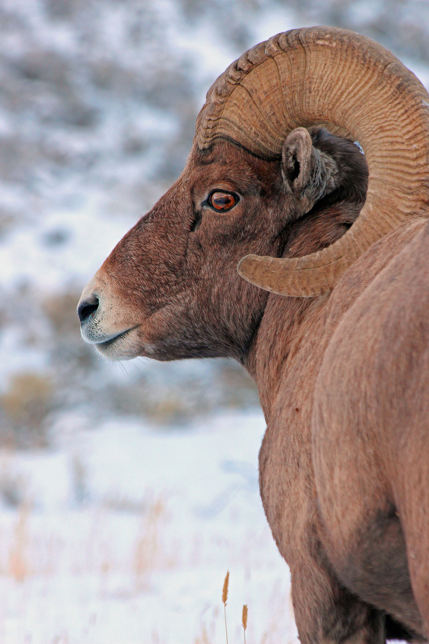 bighorn sheep