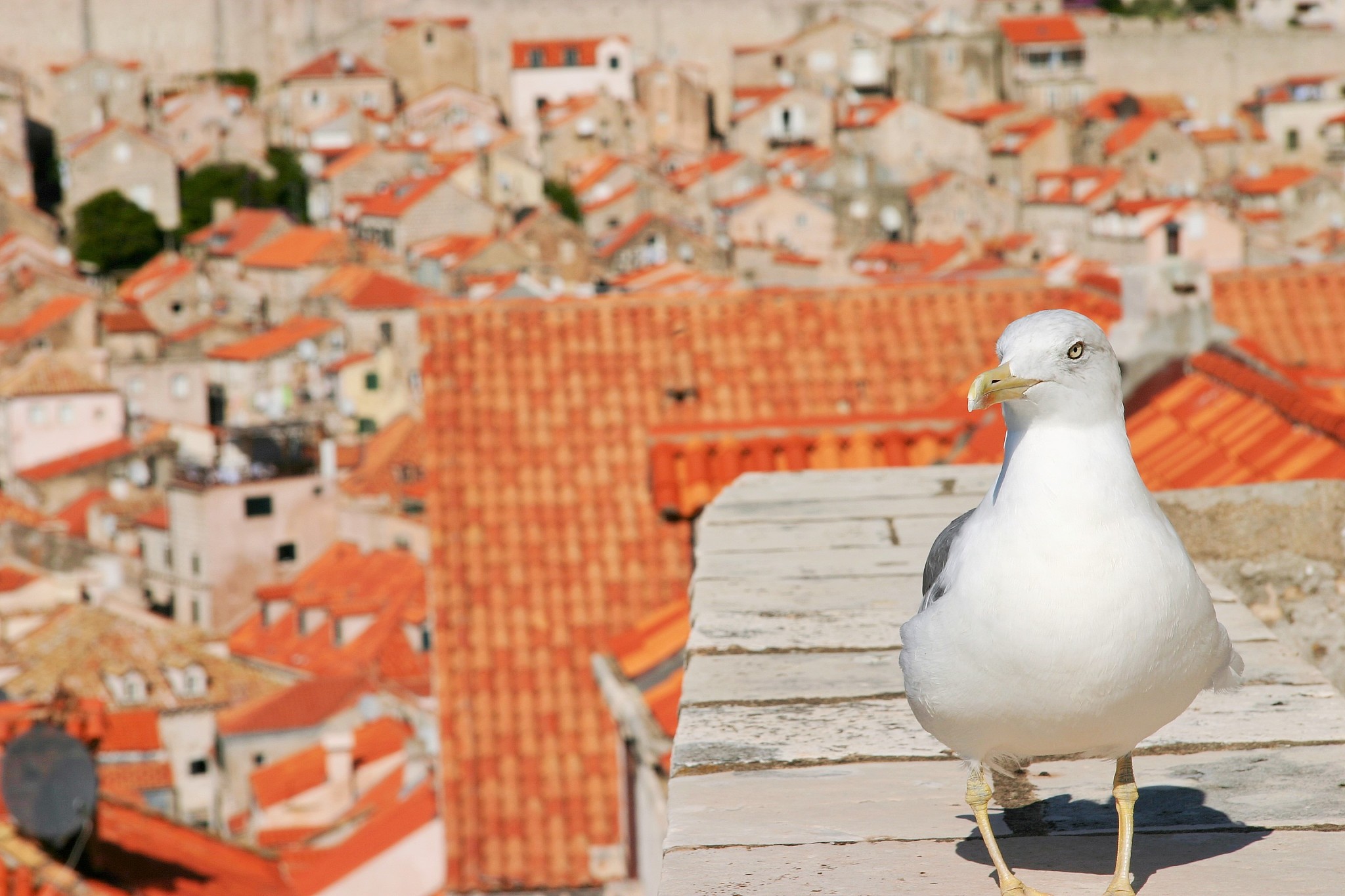 a seagull against the old city of dubrovnik in croatia