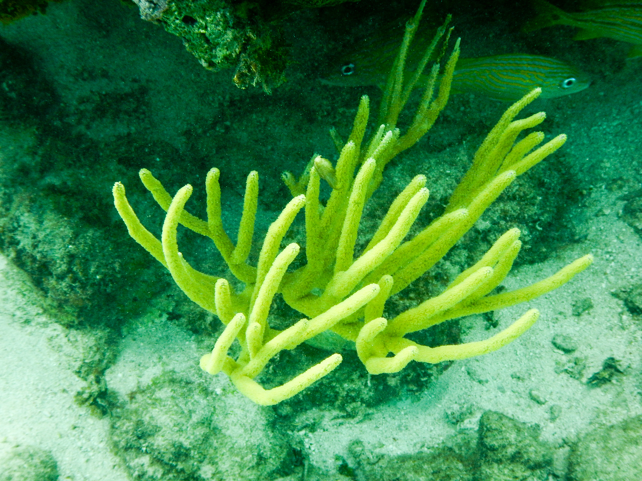 coral reaches for the sun