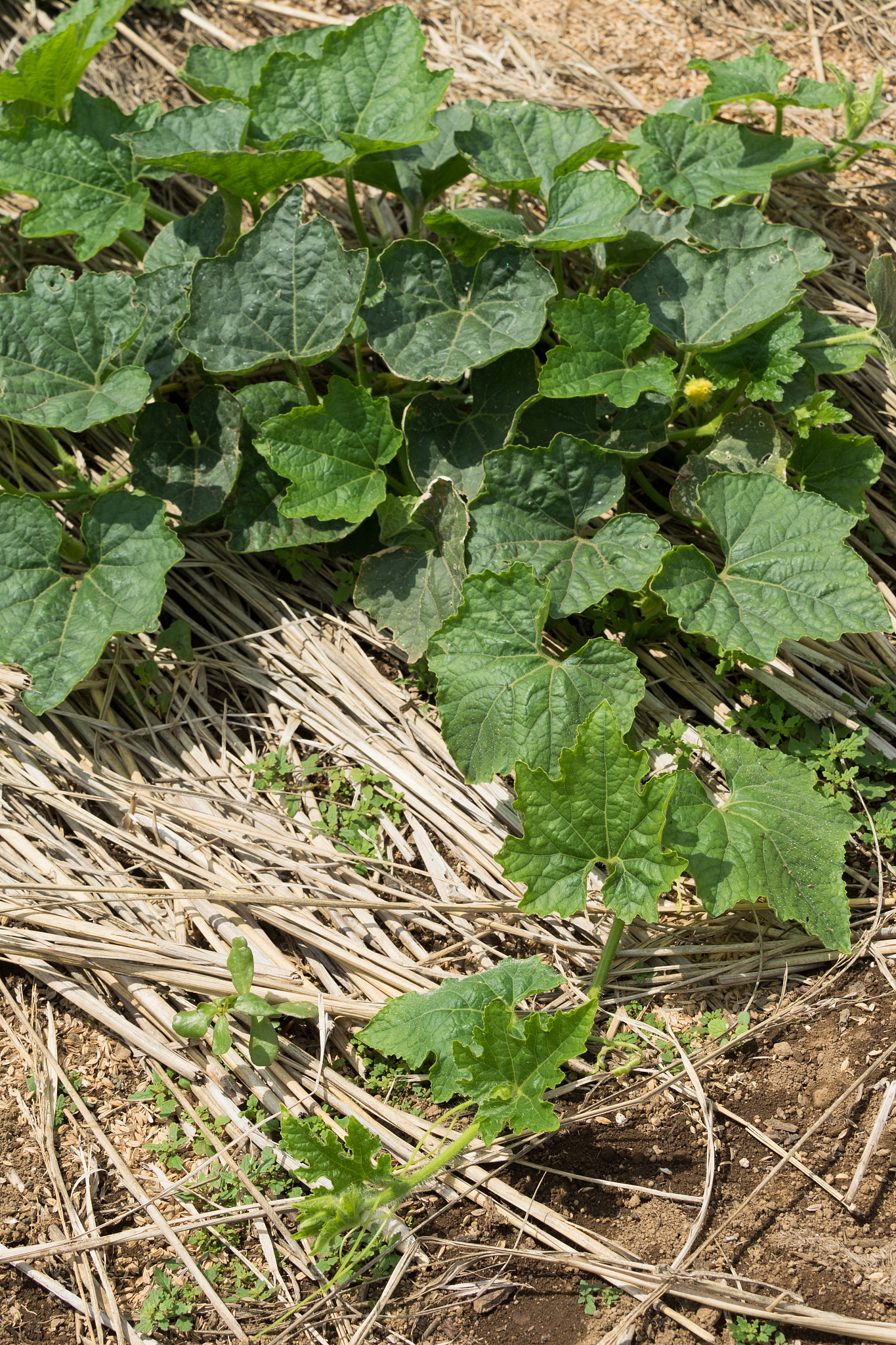 winter melon field