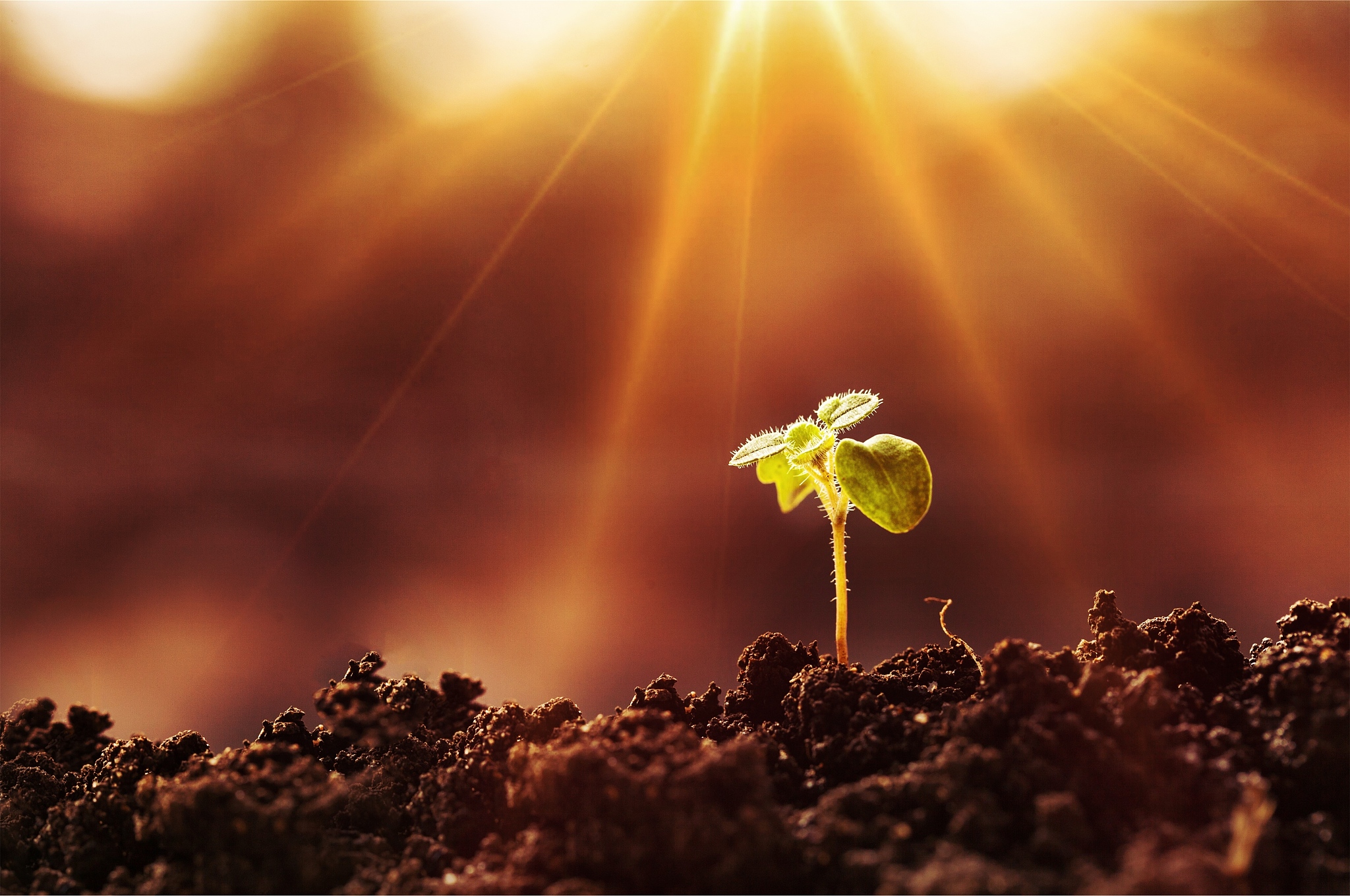 像花一样绽放：如何展现最好的自己