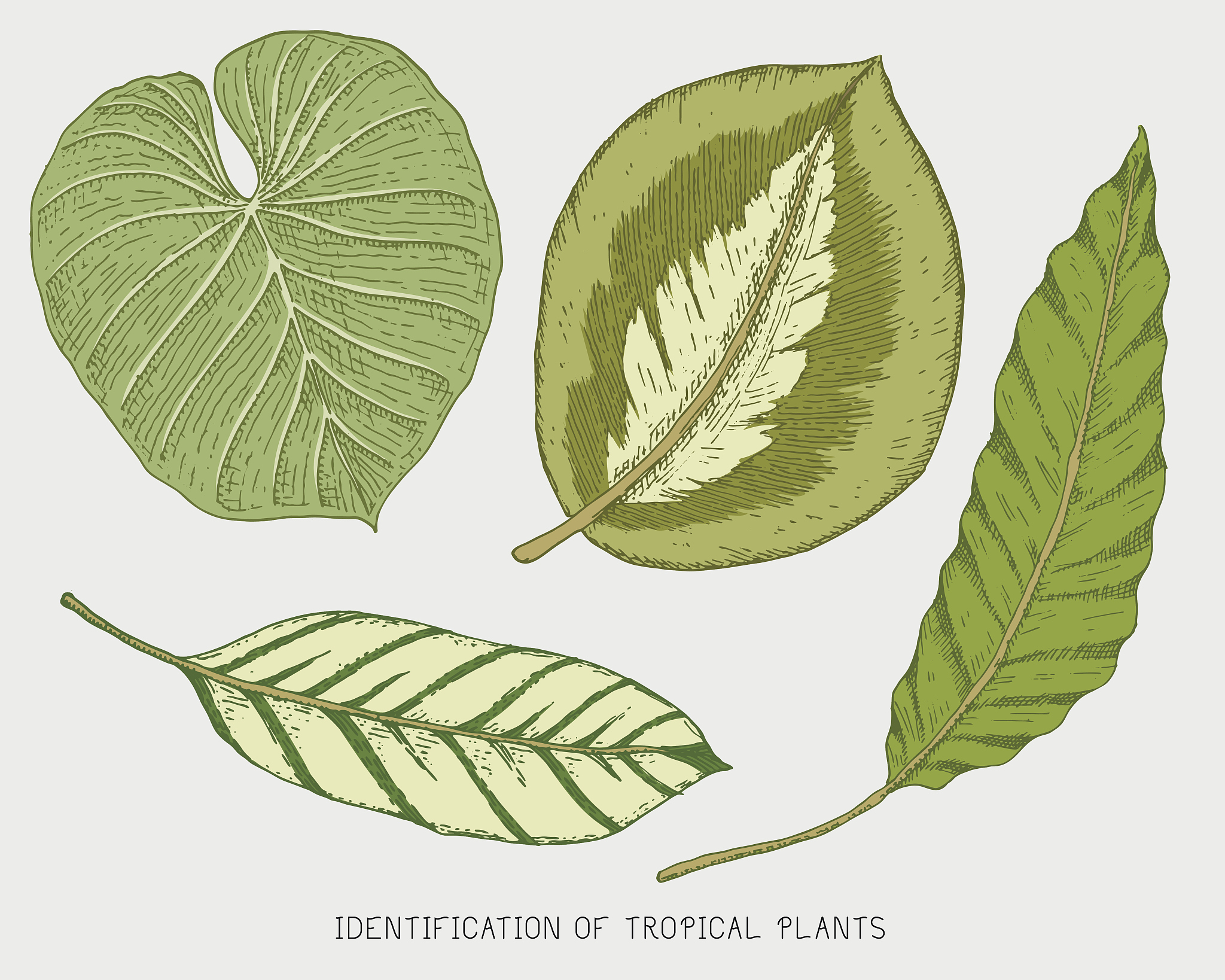 How to Draw a Realistic Colored Maple Leaf with Blurred Background: Key Terms & Tips