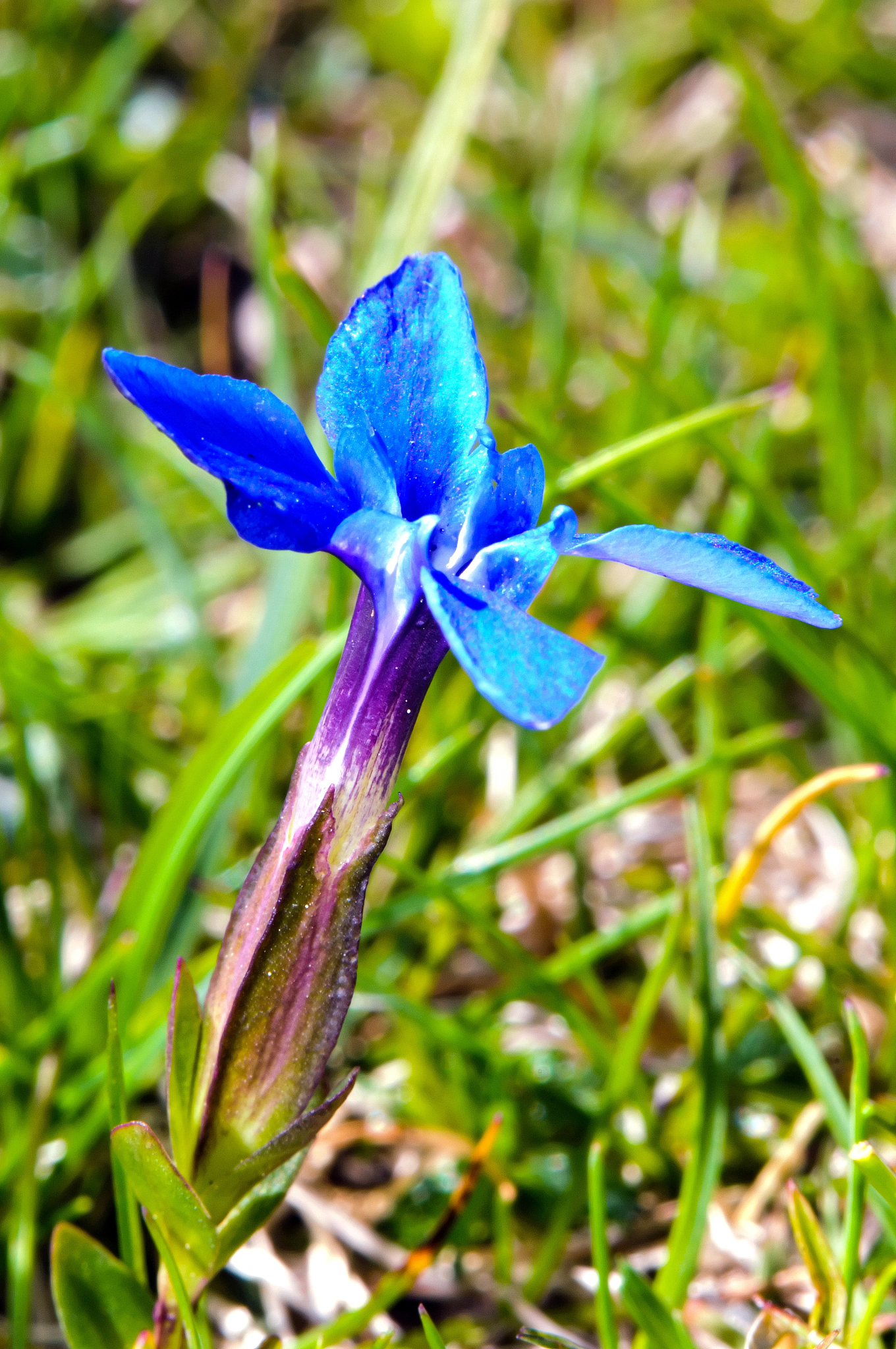 spring gentian (gentiana verna)