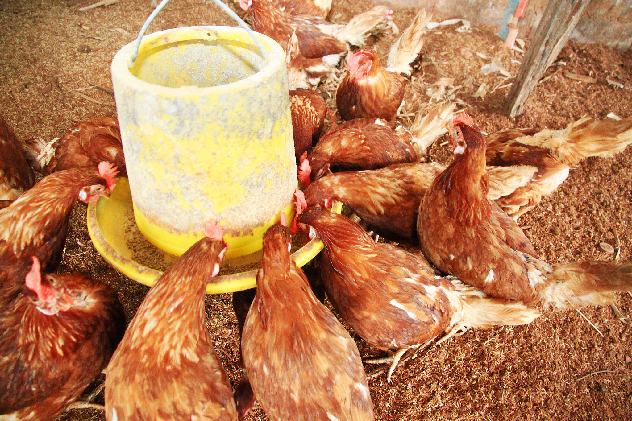 网友：Hi Angela Im home I stopped and got chicken wings sometimes I cheat with eating had a cravinglol我如何回答？