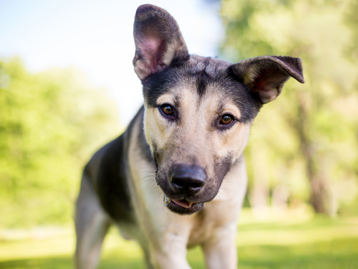 小狗的寿命有多少年