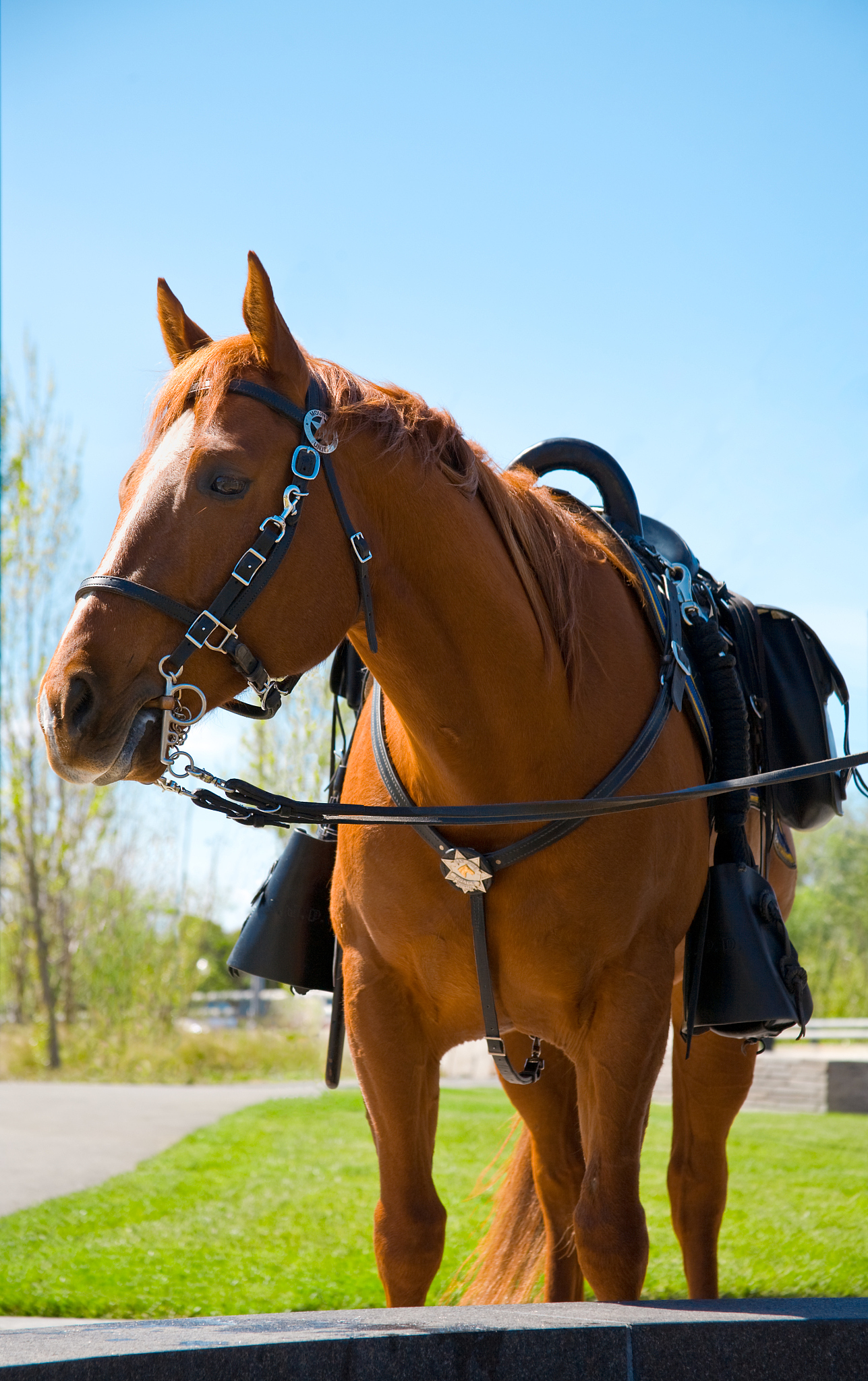 police horse