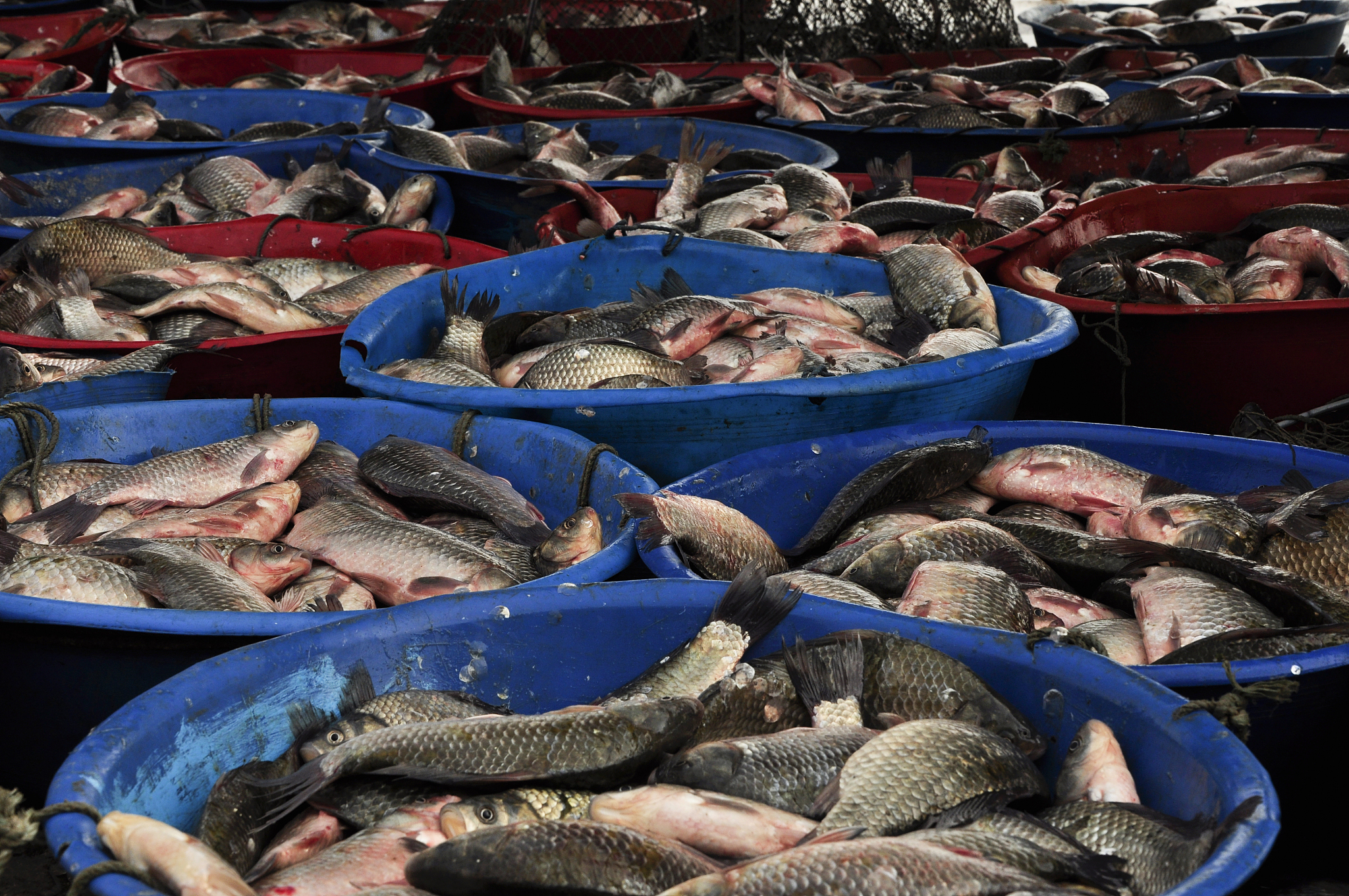 扎菱湖东部为何遍布鱼餐厅？