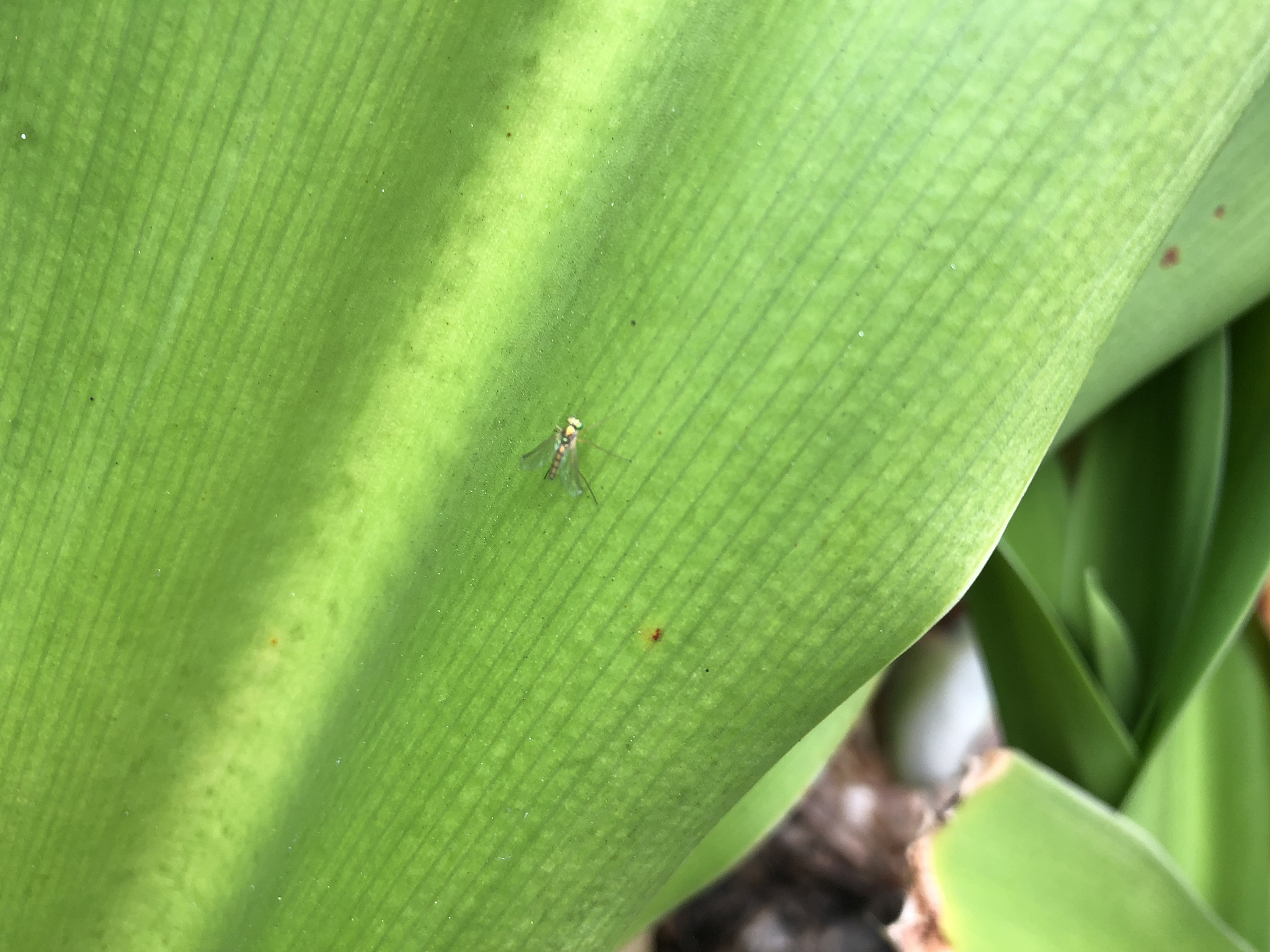 水稻常见昆虫鉴定:科目识别指南 水稻常见昆虫鉴定:科目识别指南