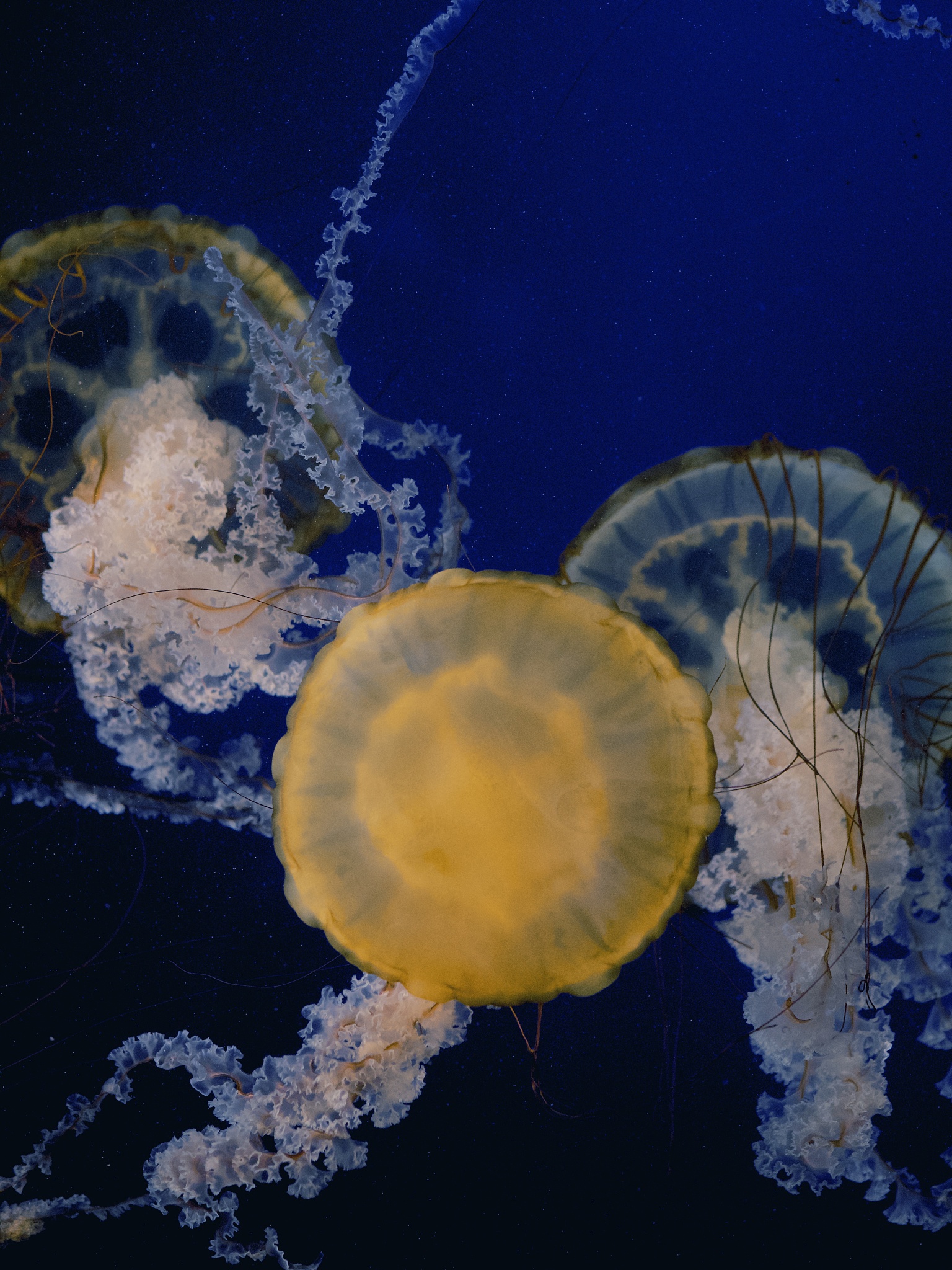 lion jellyfish floating calmly through the ocean underwater