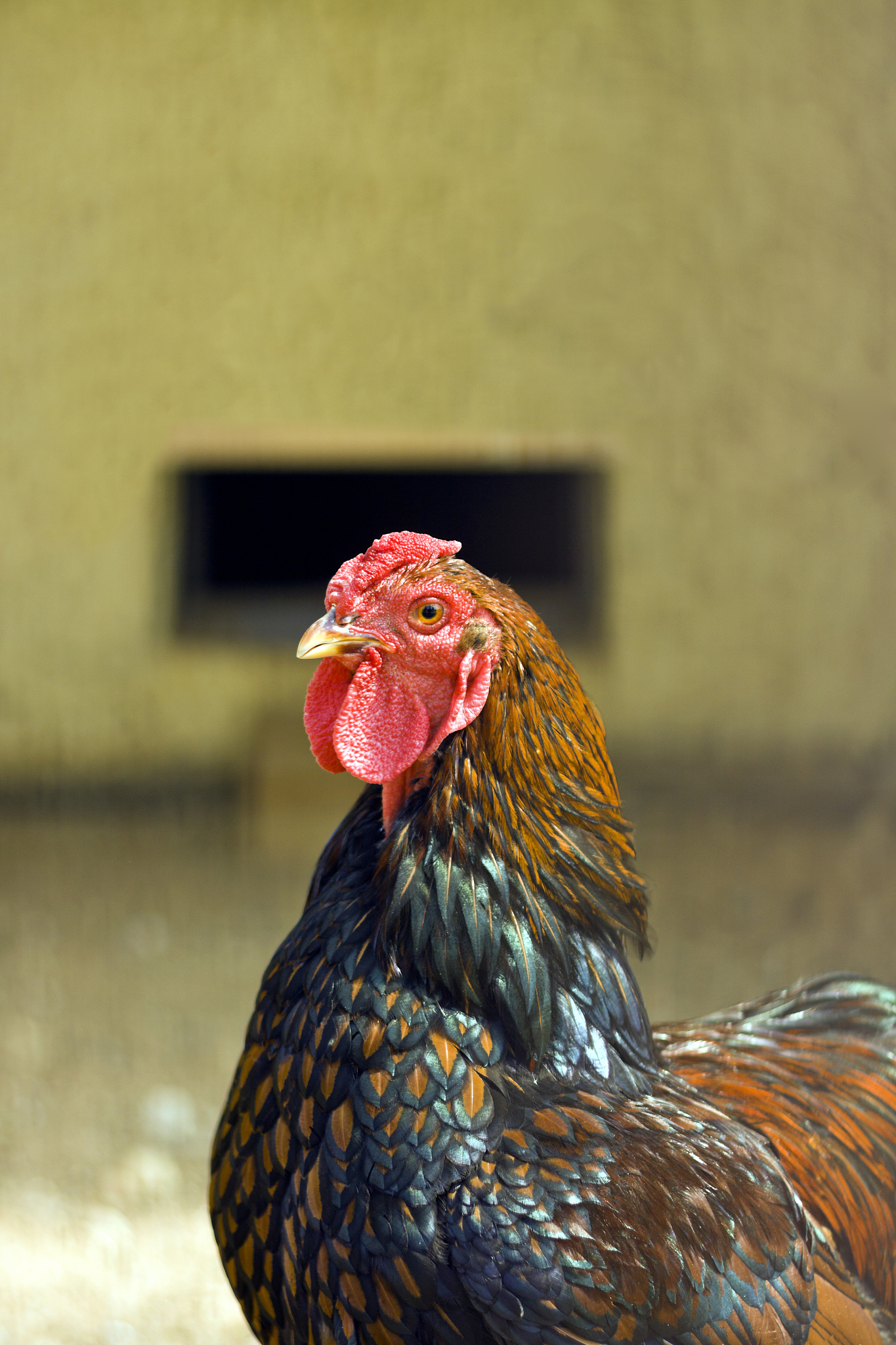 chicken closeup