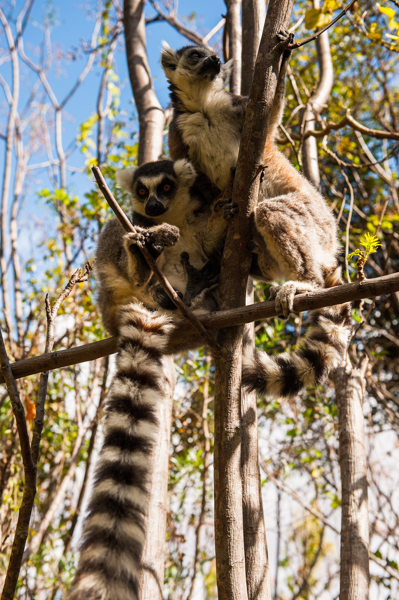 同域分布的不同灵长类物种为什么选择不同的食物