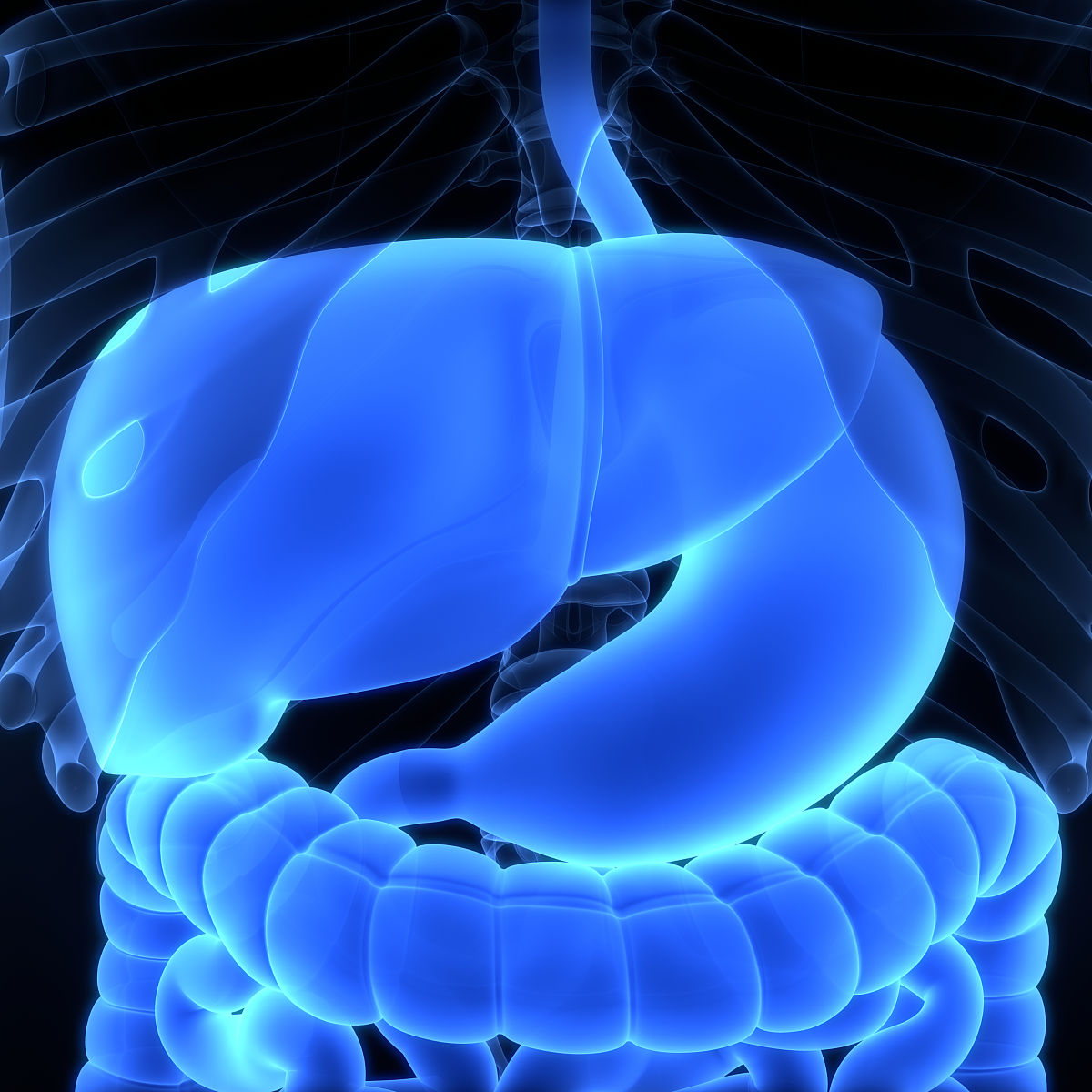 氯离子在血管收缩中的作用：一项对肾动脉和肠系膜血管的研究