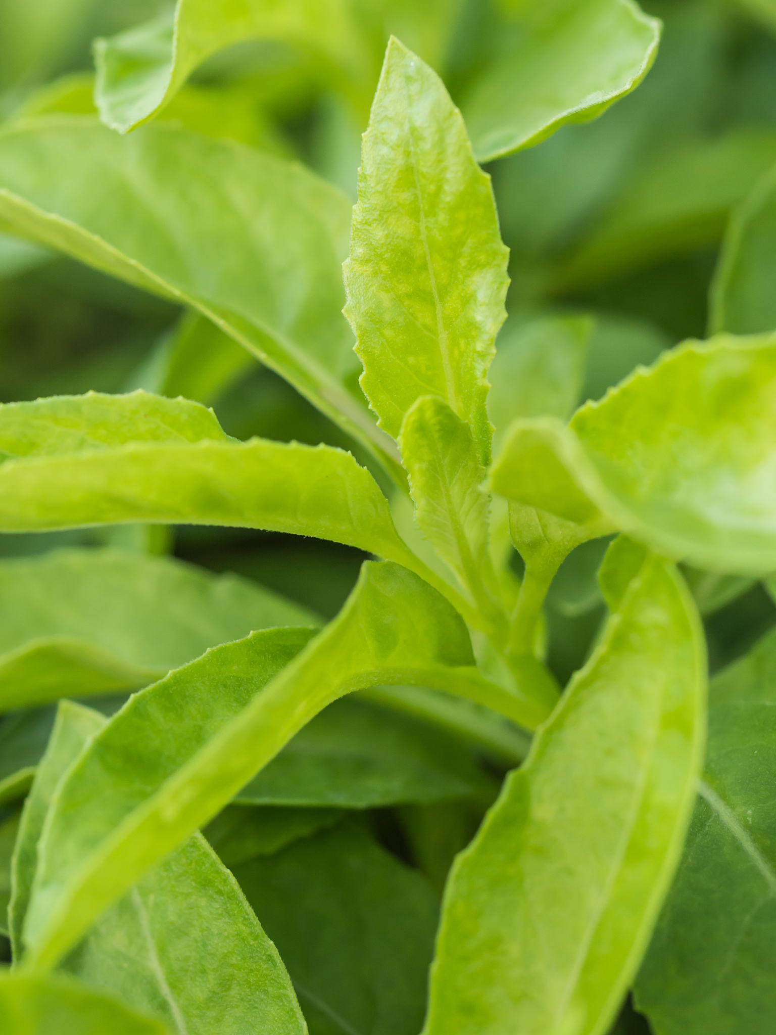 closeup leaves of green herb called purple passion vine (gynura