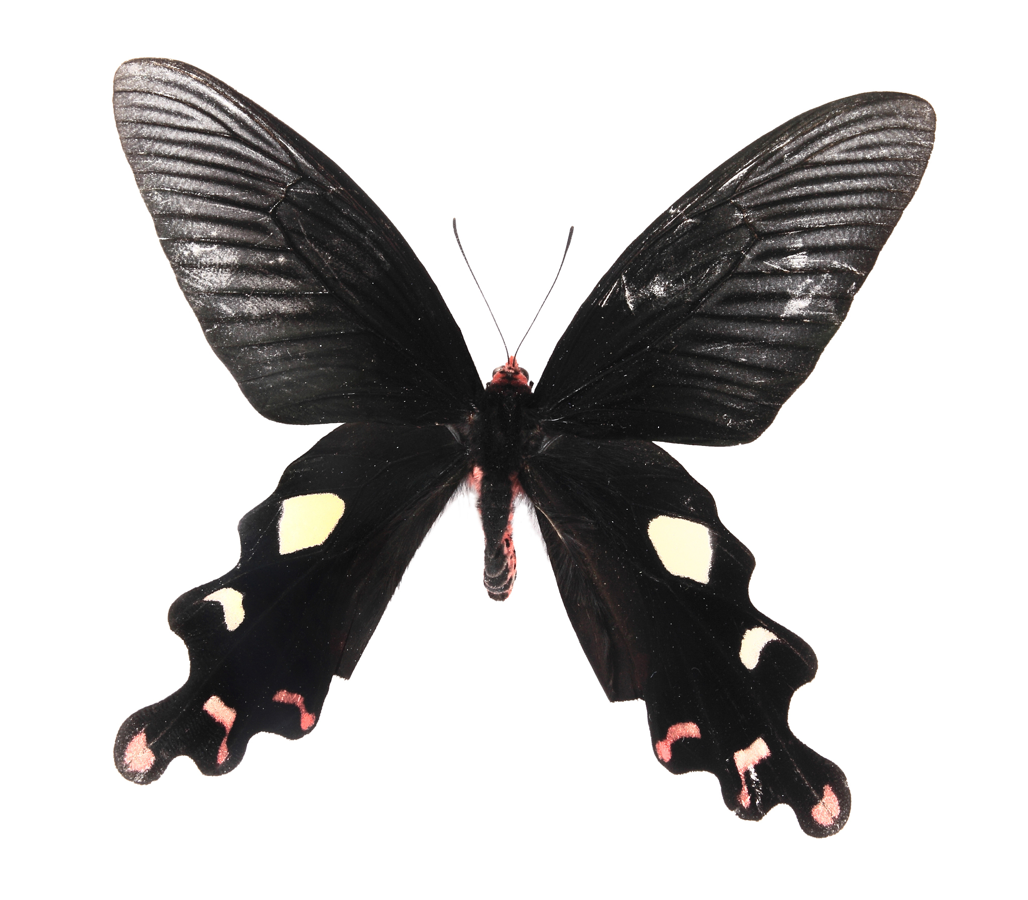 实验五 昆虫群落结构的分析要求：1记录水稻昆虫种类和数量种类： 			数量				2要有一定量的样本数株数种类至少要十几种至少要鉴定到目或者科最后统计分析。3进行群落多样性分析 群落多样性指数 H’ 均匀性指数 E 丰富度 S 4两人一组分好组后学委把分组的情况表发给我按论文格式撰写实验报告正文宋体小四行间距125。实验报告打印后提交也可手写。实验报告标注—学号后三位+同