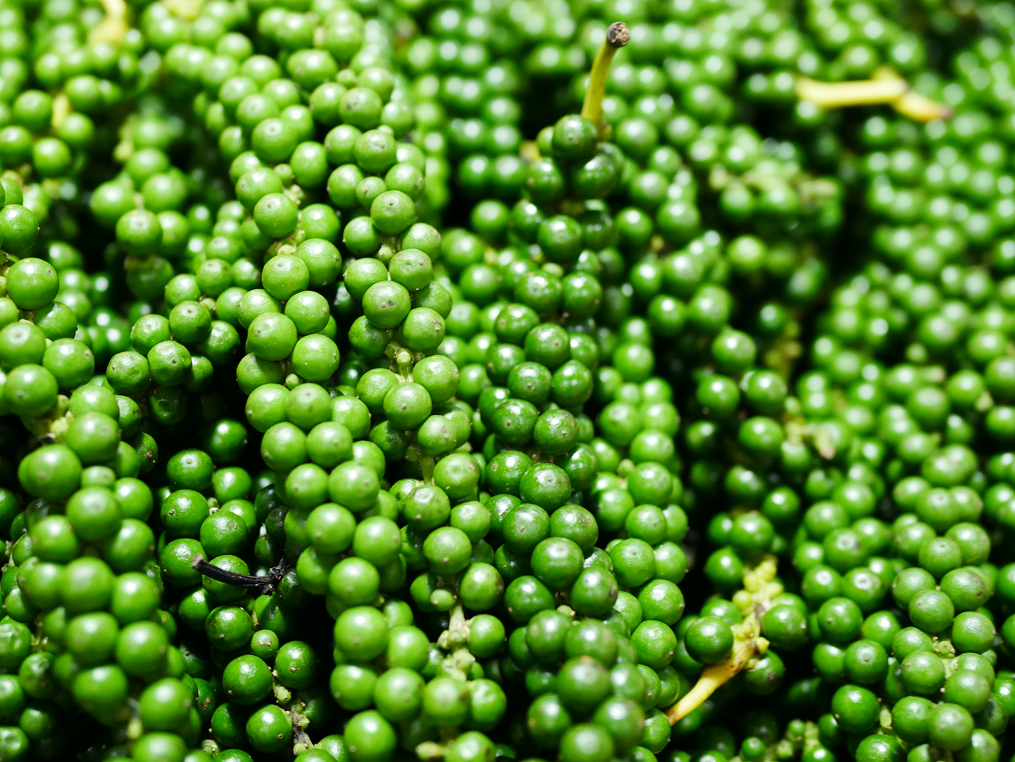 椒木子功效与食用方法，