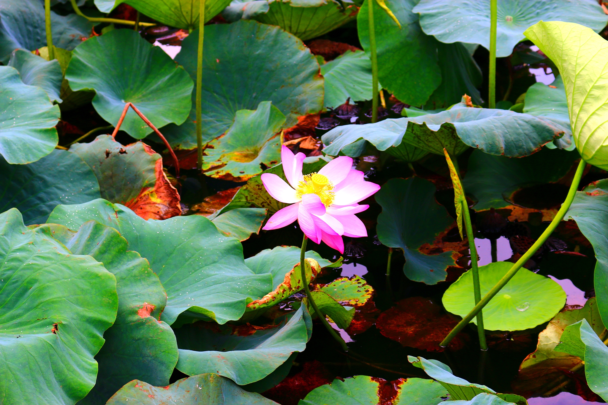 softening garden, pond, lotus, lake, flower network,