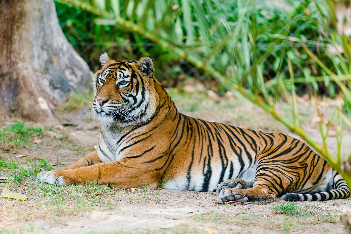 老虎只吃鸡蛋能活下来吗