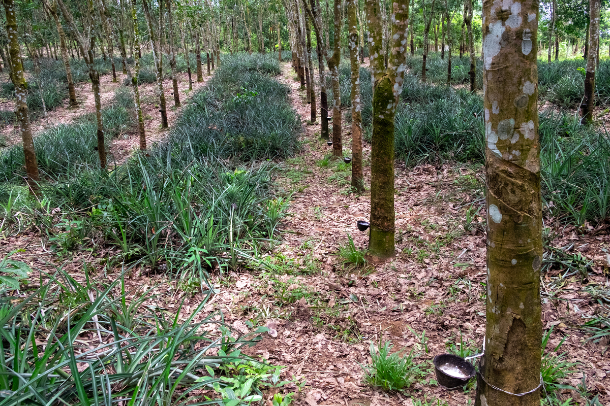 林木困难立地生物育种小品：解决生长难题