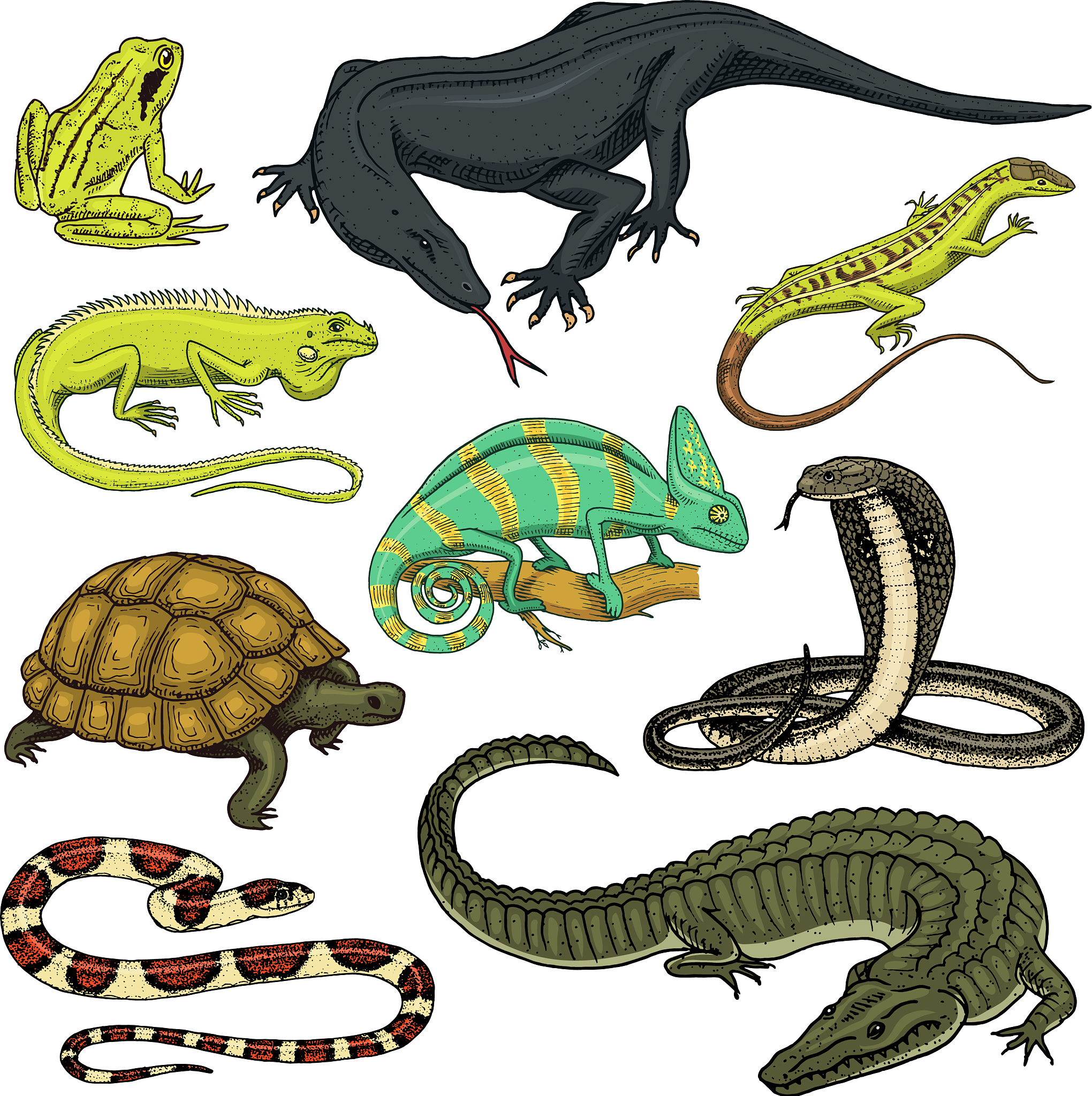 Do snake eat wolf?