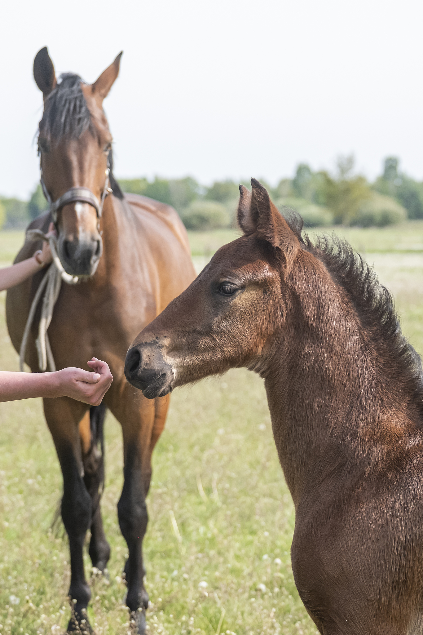 close-up of a little brown foal,stallion foal is standing next t