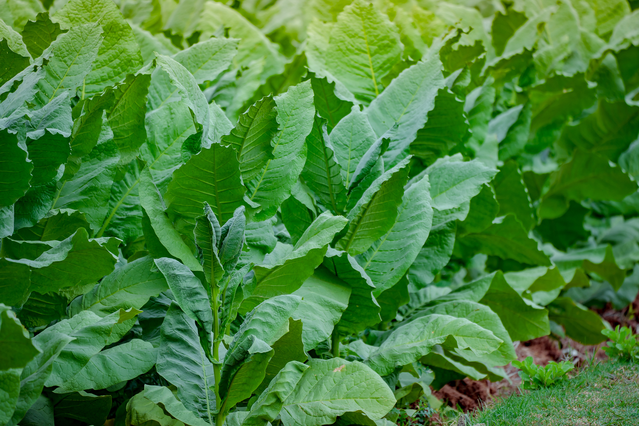 tobacco leaf plant in field, tobacco planting garden agriculture