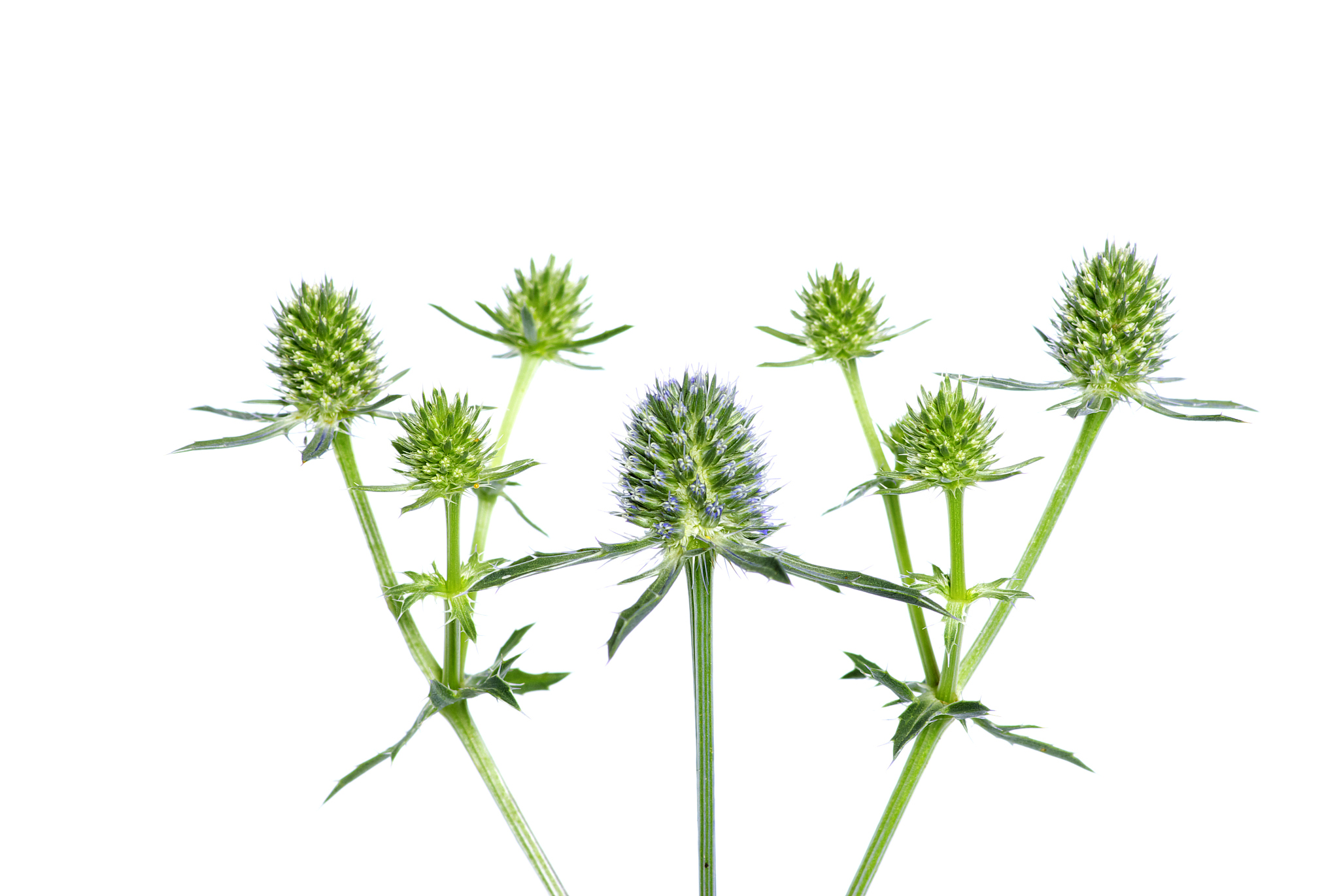 植物的作文300字植物是地球上最重要的生命形式之一它们提供了我们所需要的氧气和食物。植物是生态系统的基础它们通过光合作用将太阳能转化为有机物质为其他生物提供能量。同时植物还具有许多其他的重要功能。首先植物可以净化空气和水。通过吸收空气中的二氧化碳和释放氧气植物可以减少空气中的有害物质。此外植物根部可以吸收水中的污染物质从而净化水源。其次植物可以保护土壤和防止水土流失。植物的根系可以固定土壤防