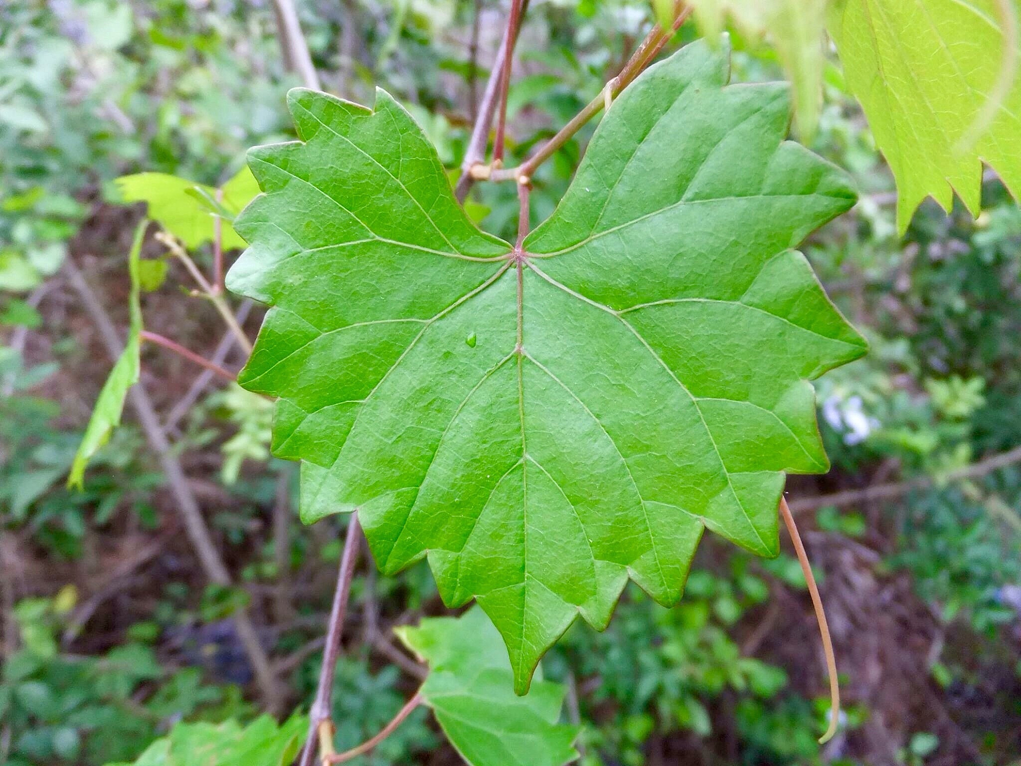close-up of leaves