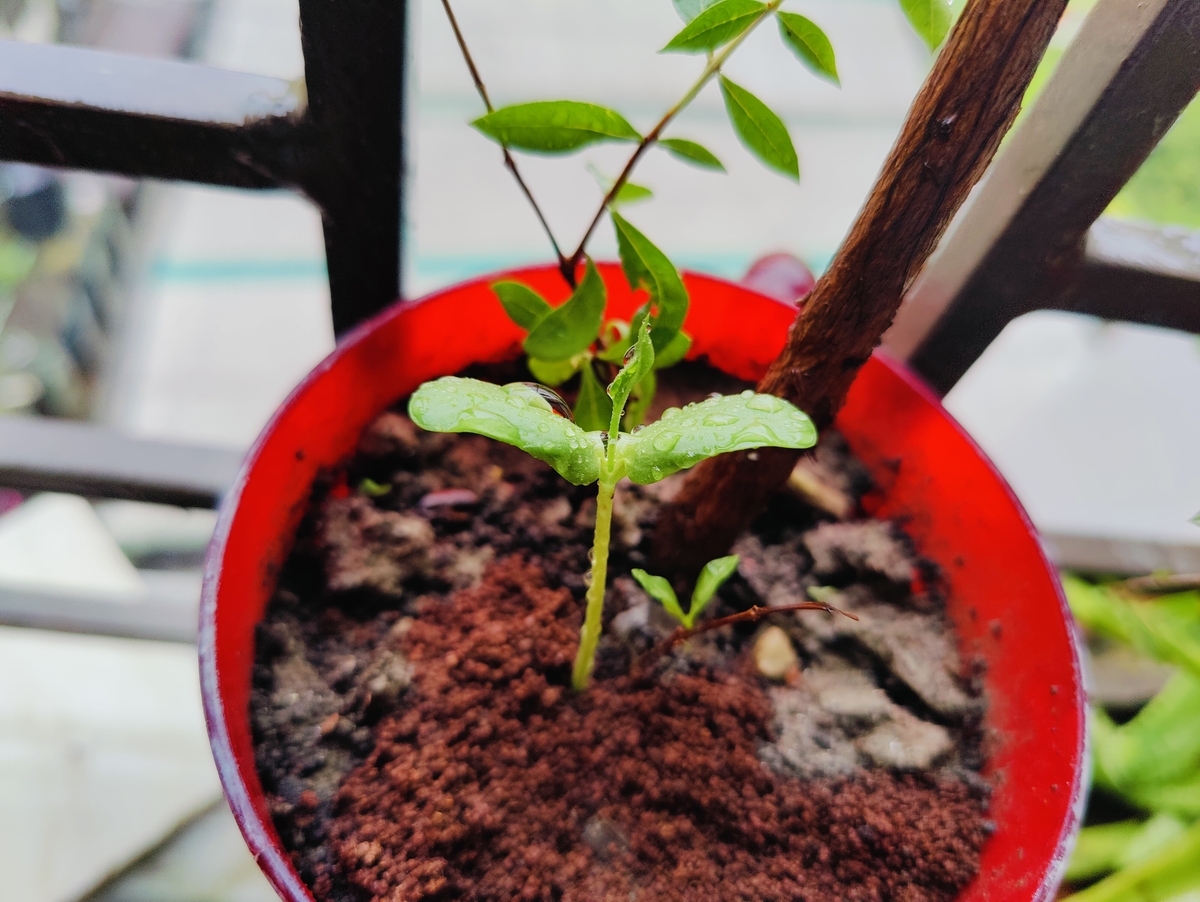 扦插成功秘诀：掌握这6个关键环节