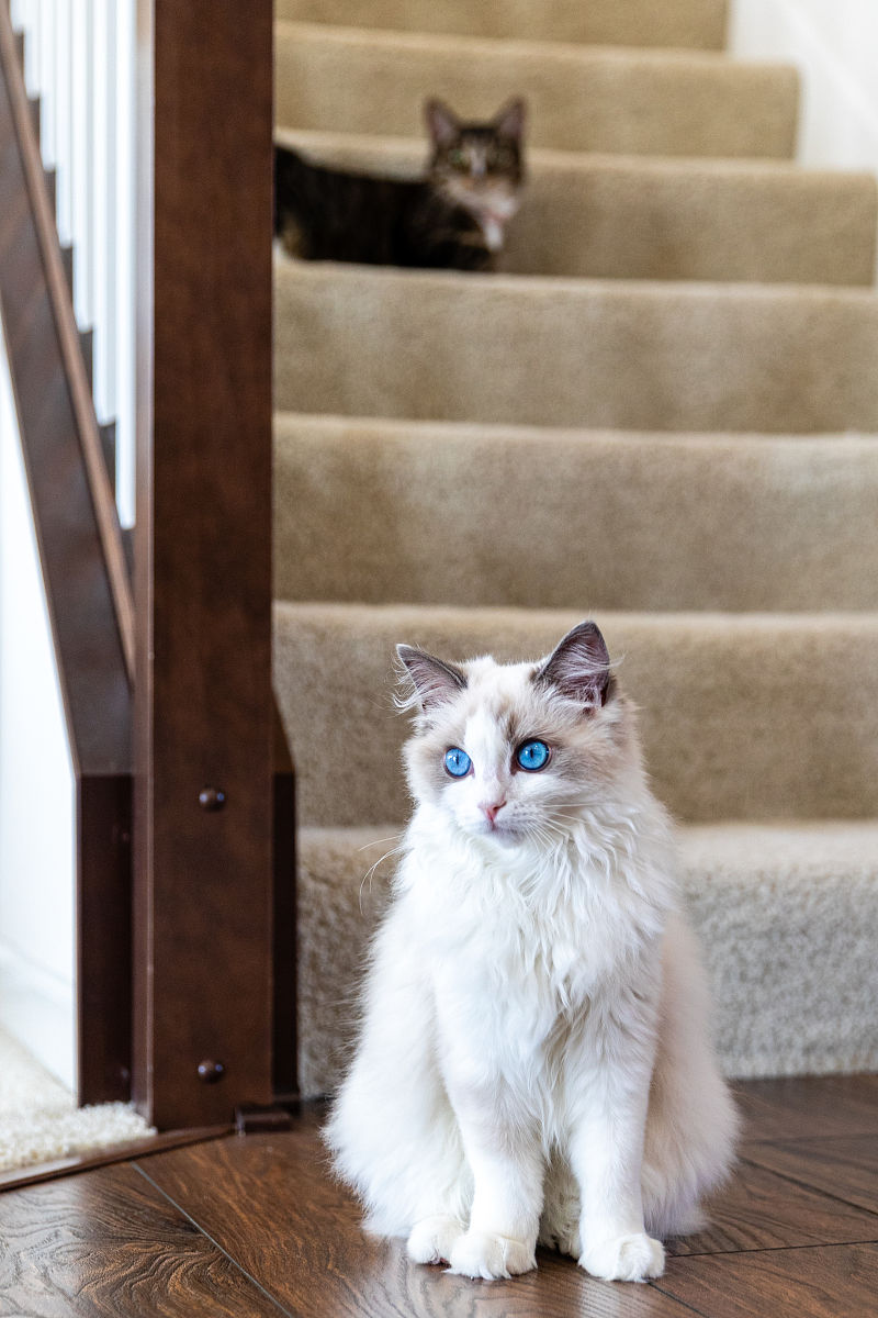 急售！精美布偶猫转让，附赠笼子、猫粮猫砂，1500元