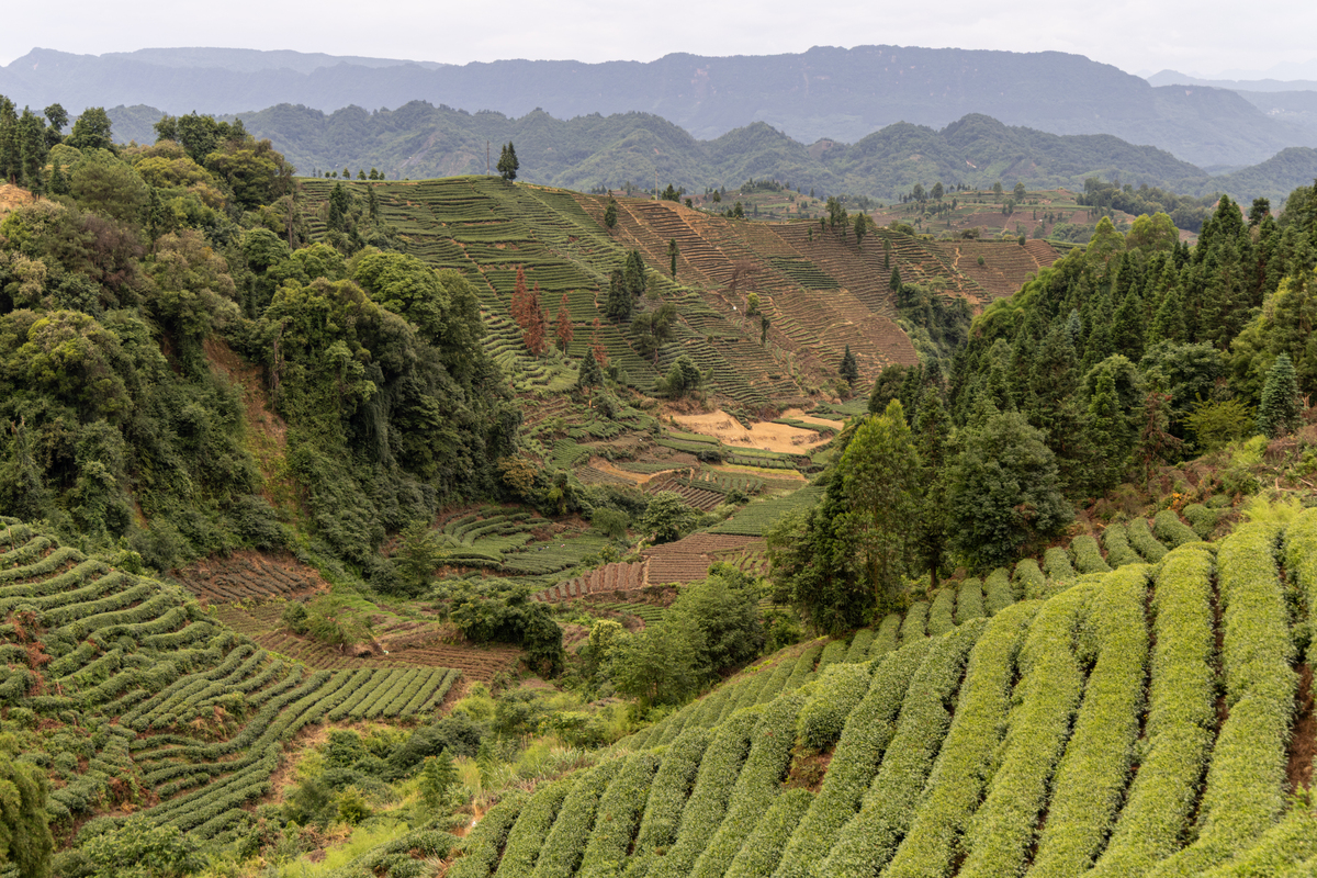 秭归兰陵溪茶园的气候特征