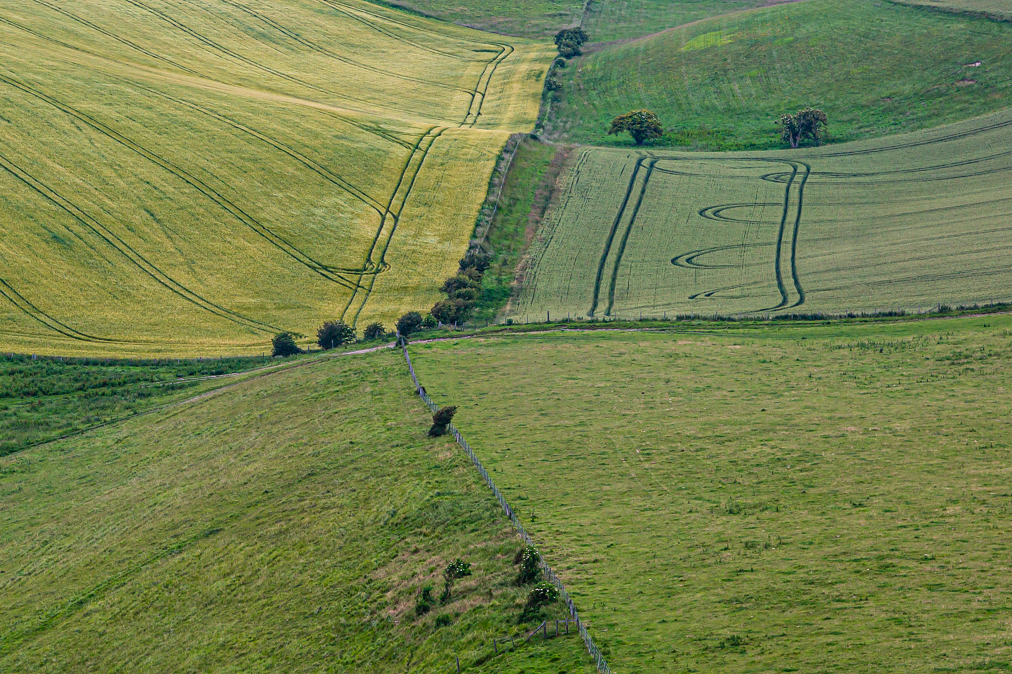 green fields