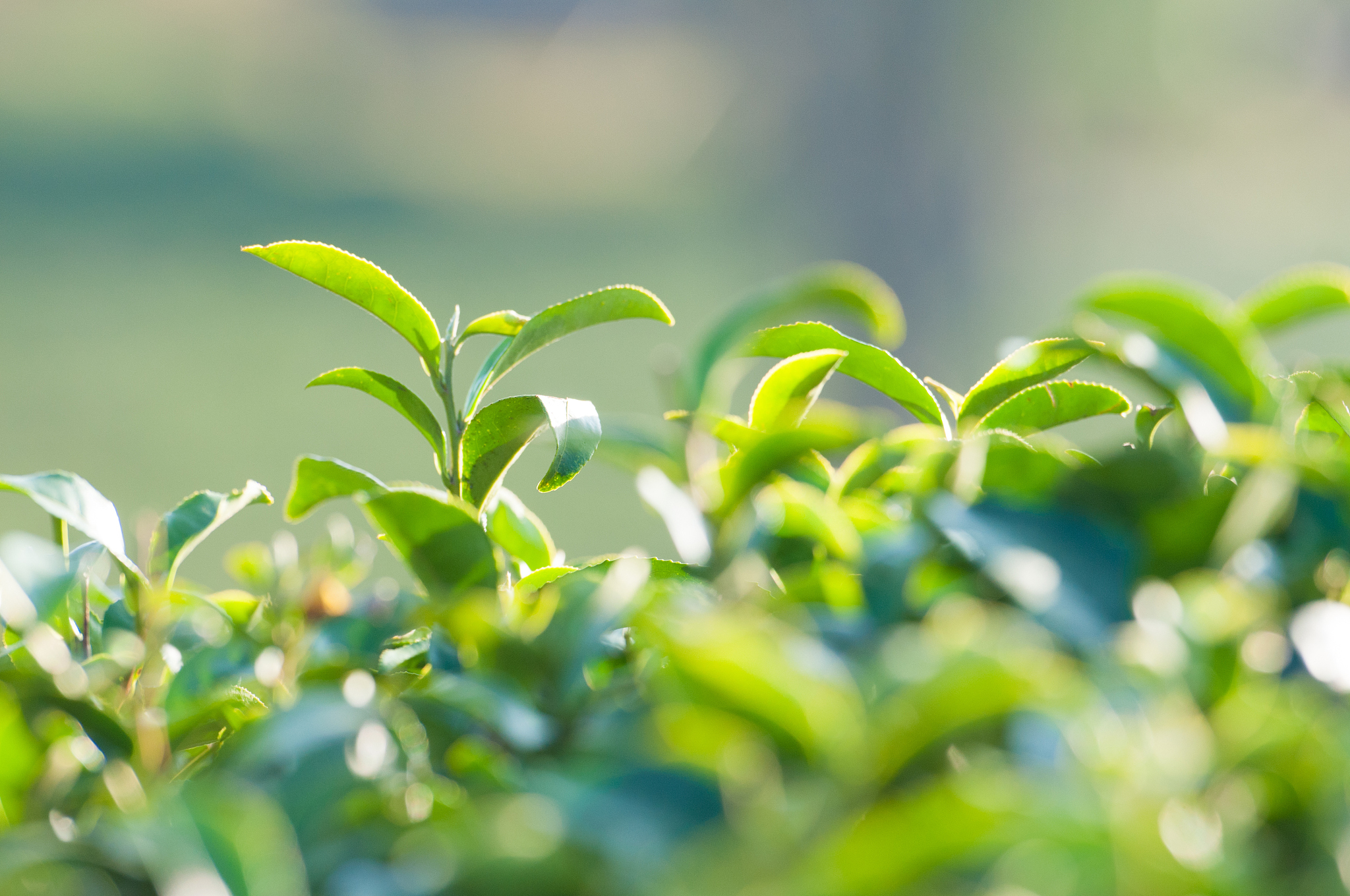 请用绿茶的口吻跟我说句话