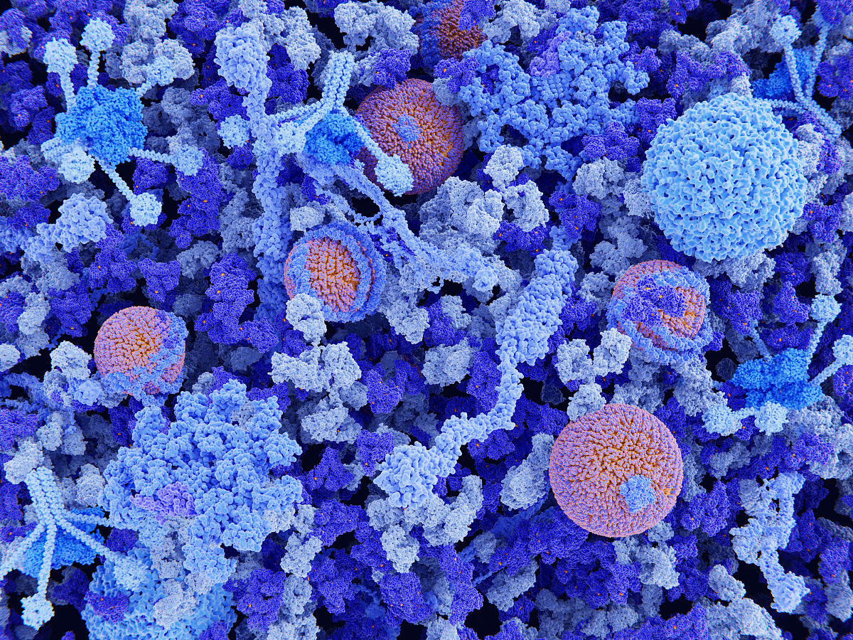 人凝血因子结构