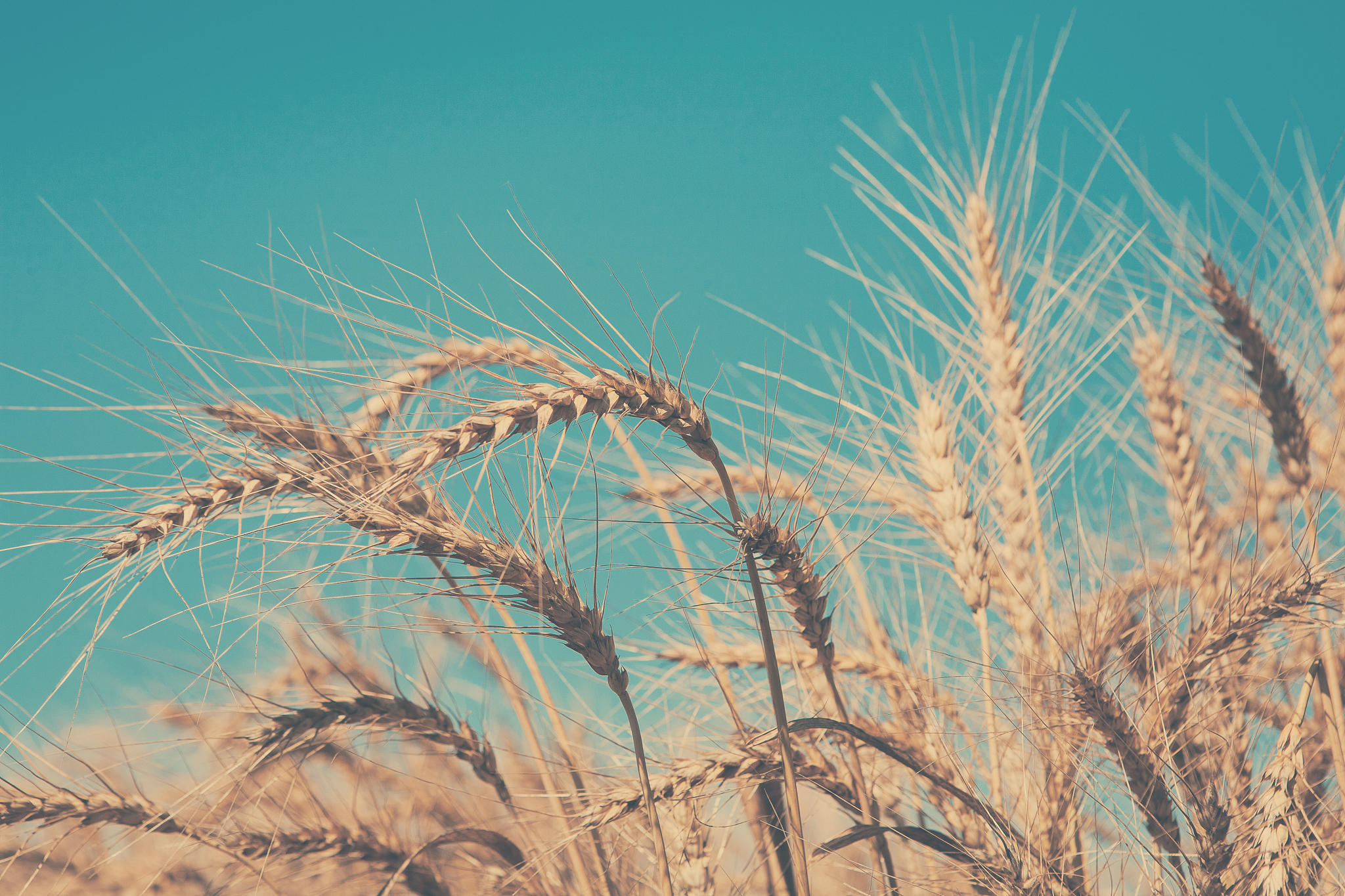 作物产量对天气响应的空间面板模型研究变量效应和显著性分析