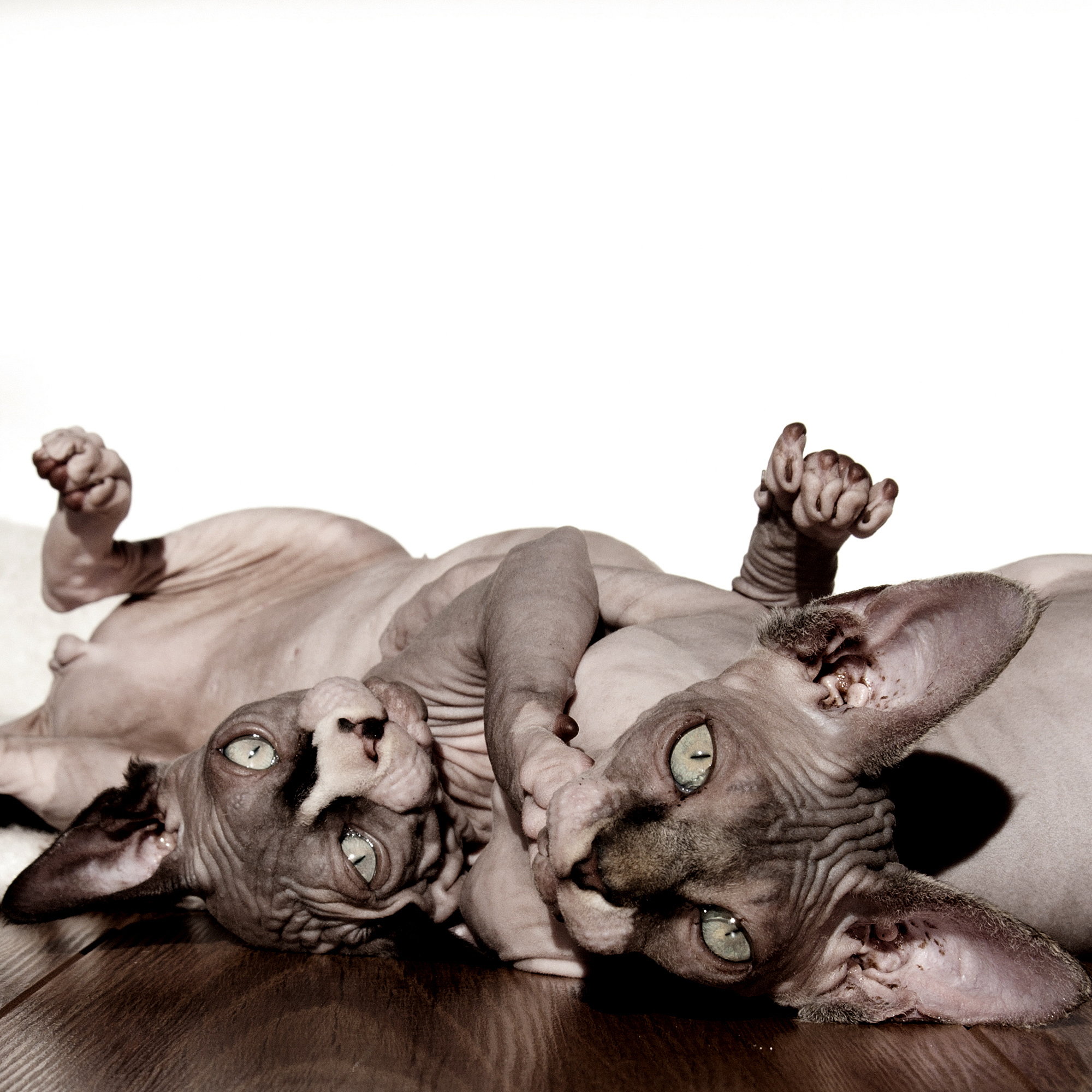 人与动物电影网站推荐：IMDb、猫眼电影、豆瓣电影等